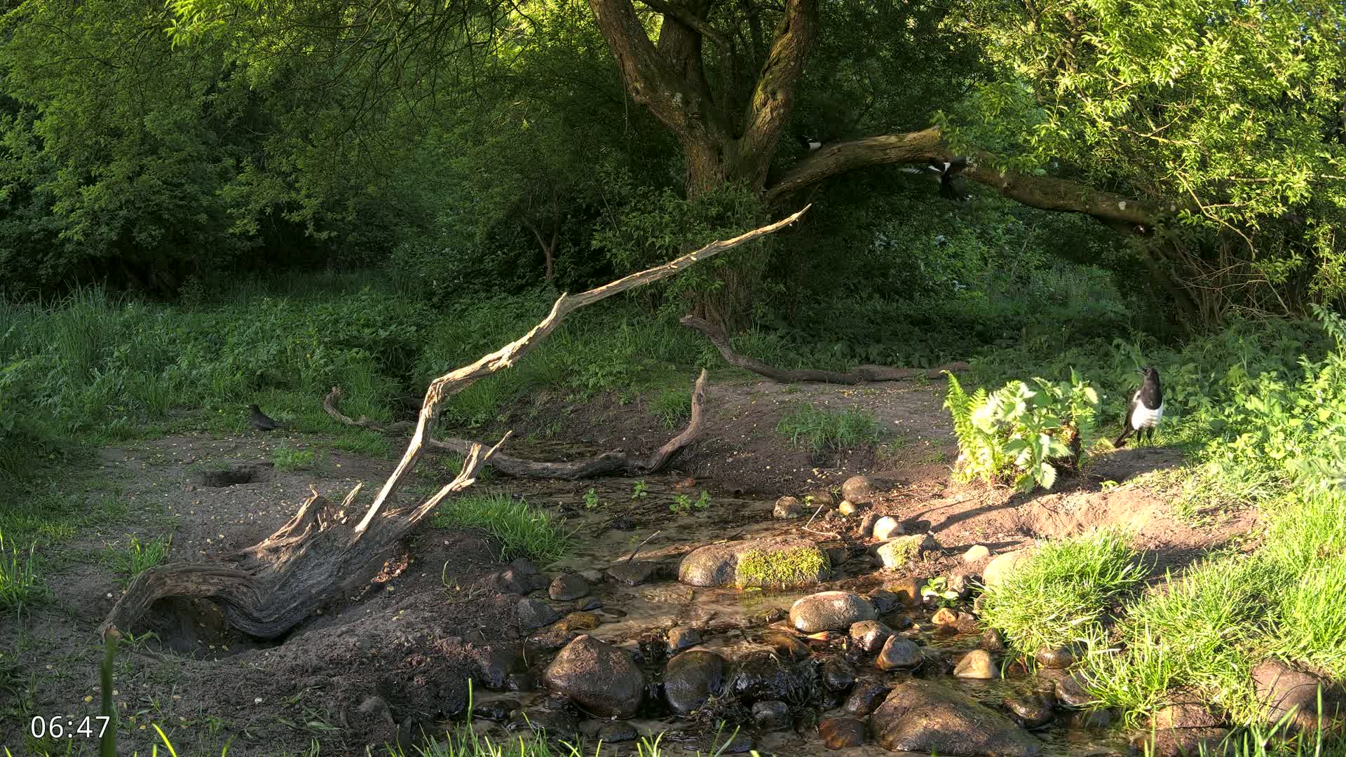 Dronninglund, Wildlife In The Forest Live Cam - Dronninglund, Bronderslev, Nordjylland(North Denmark), Denmark