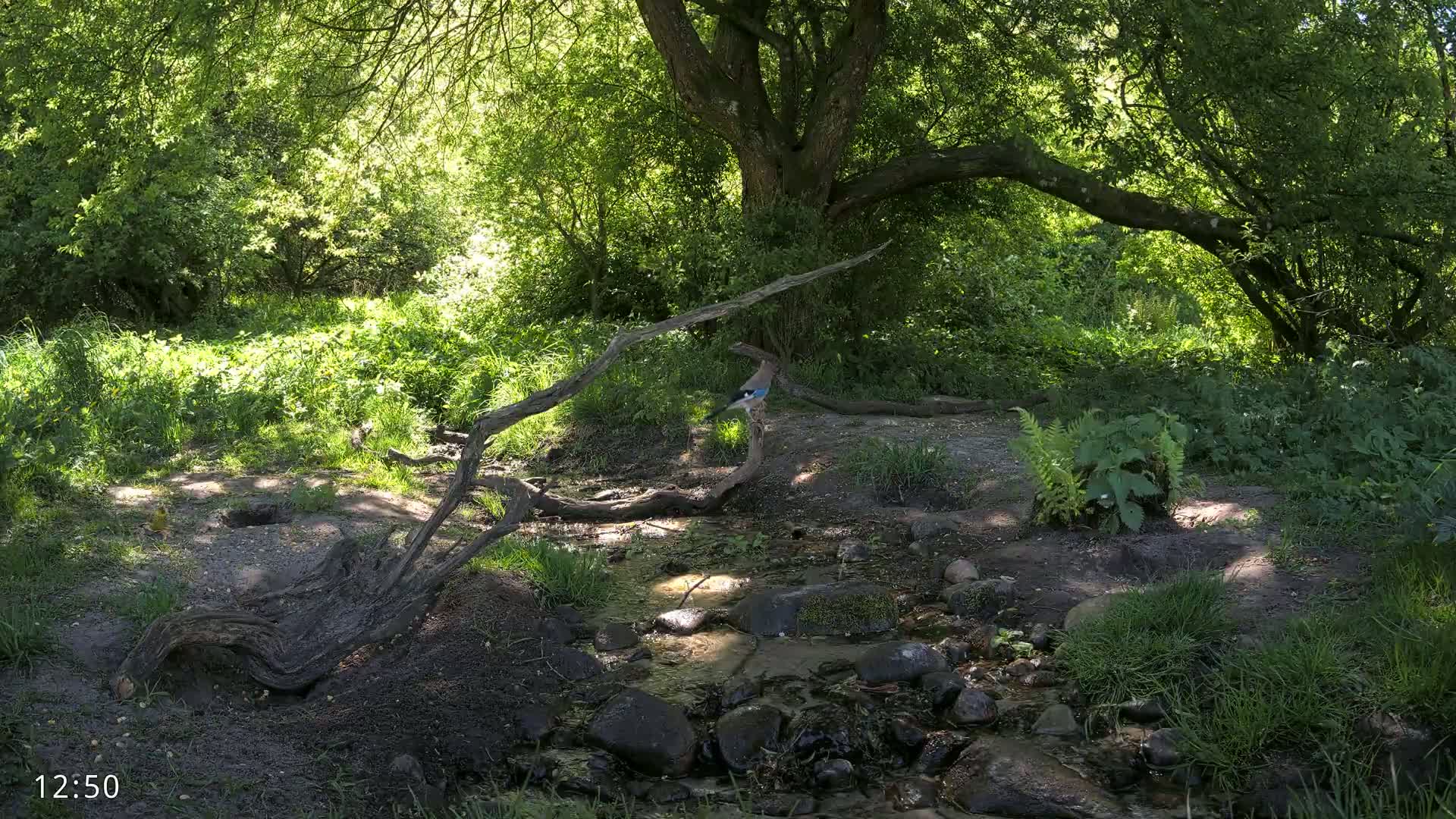 A bird perches on a fallen branch beside a small stream in a sun-dappled wooded area.