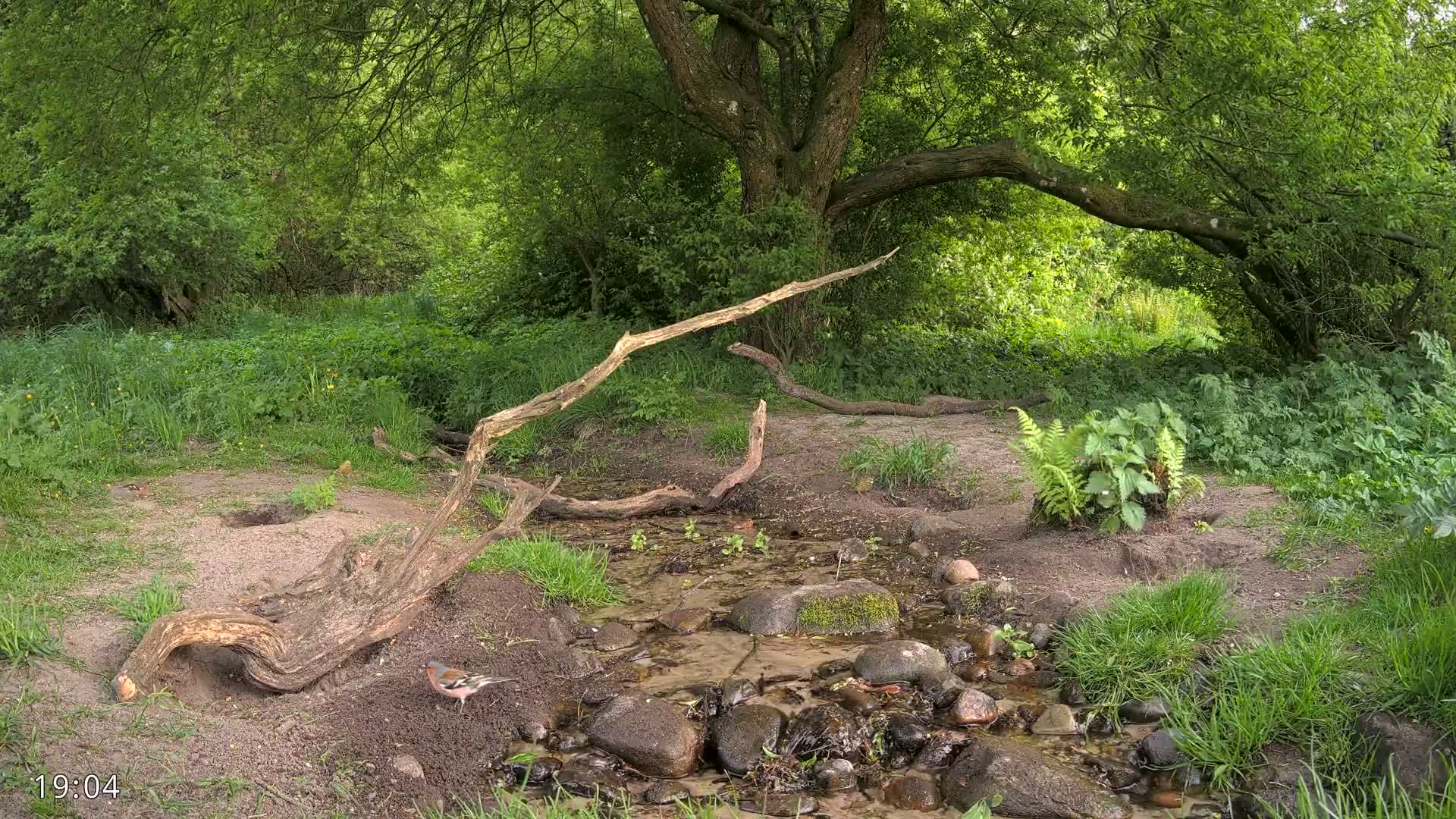 A small stream flows through a lush green woodland area under a partly sunny sky, with fallen branches and a bird near a burrow.