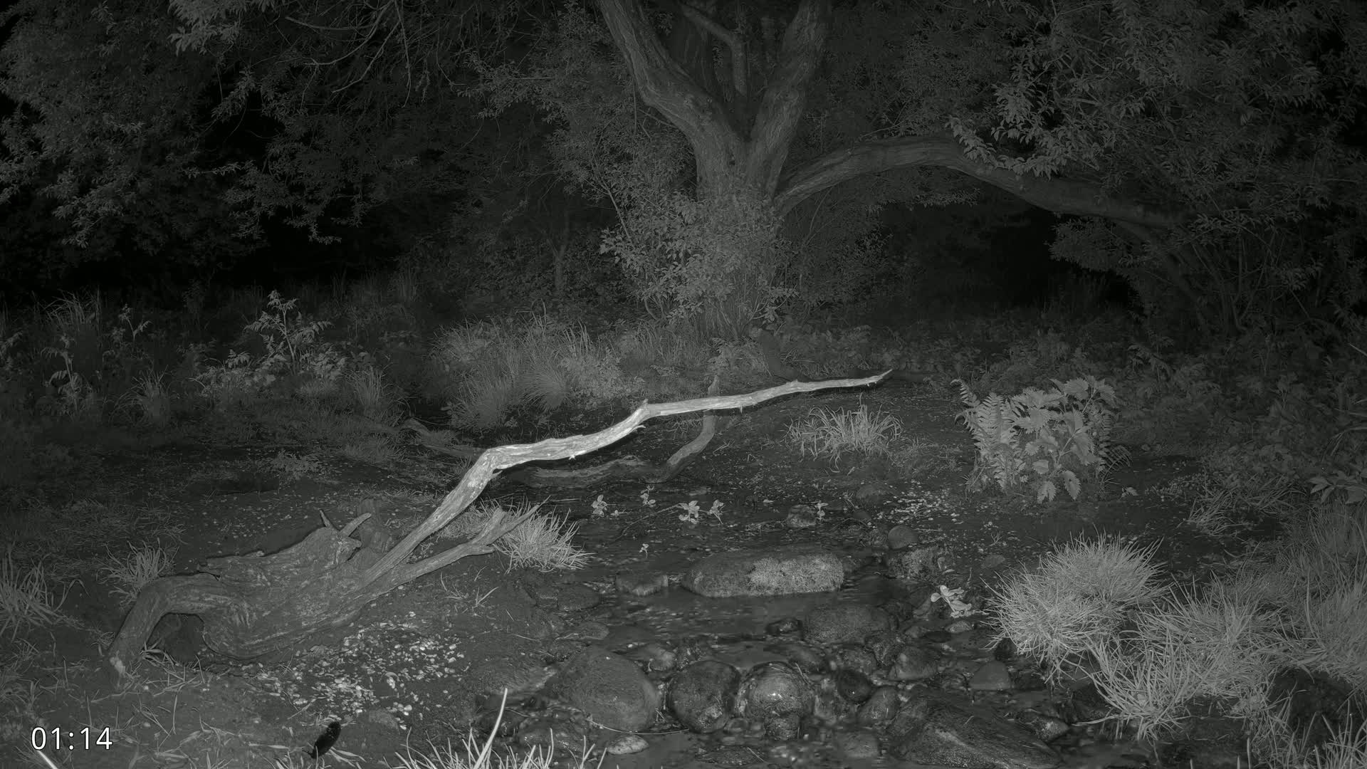 Dronninglund, Wildlife In The Forest Live Cam - Dronninglund, Bronderslev, Nordjylland(North Denmark), Denmark