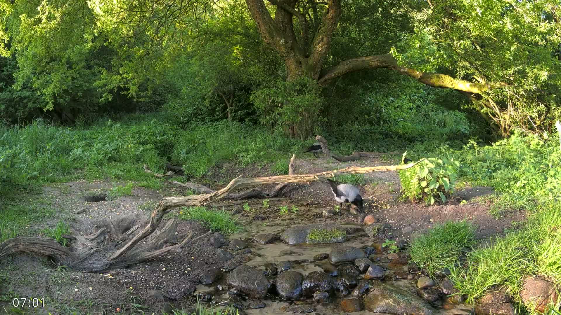 Dronninglund, Wildlife In The Forest Live Cam - Dronninglund, Bronderslev, Nordjylland(North Denmark), Denmark