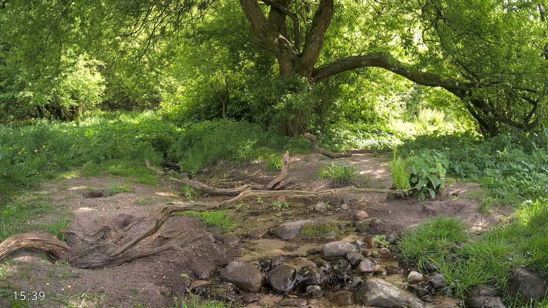 A small stream flows through a lush green forest on a sunny day, winding its way past exposed tree roots and rocks.