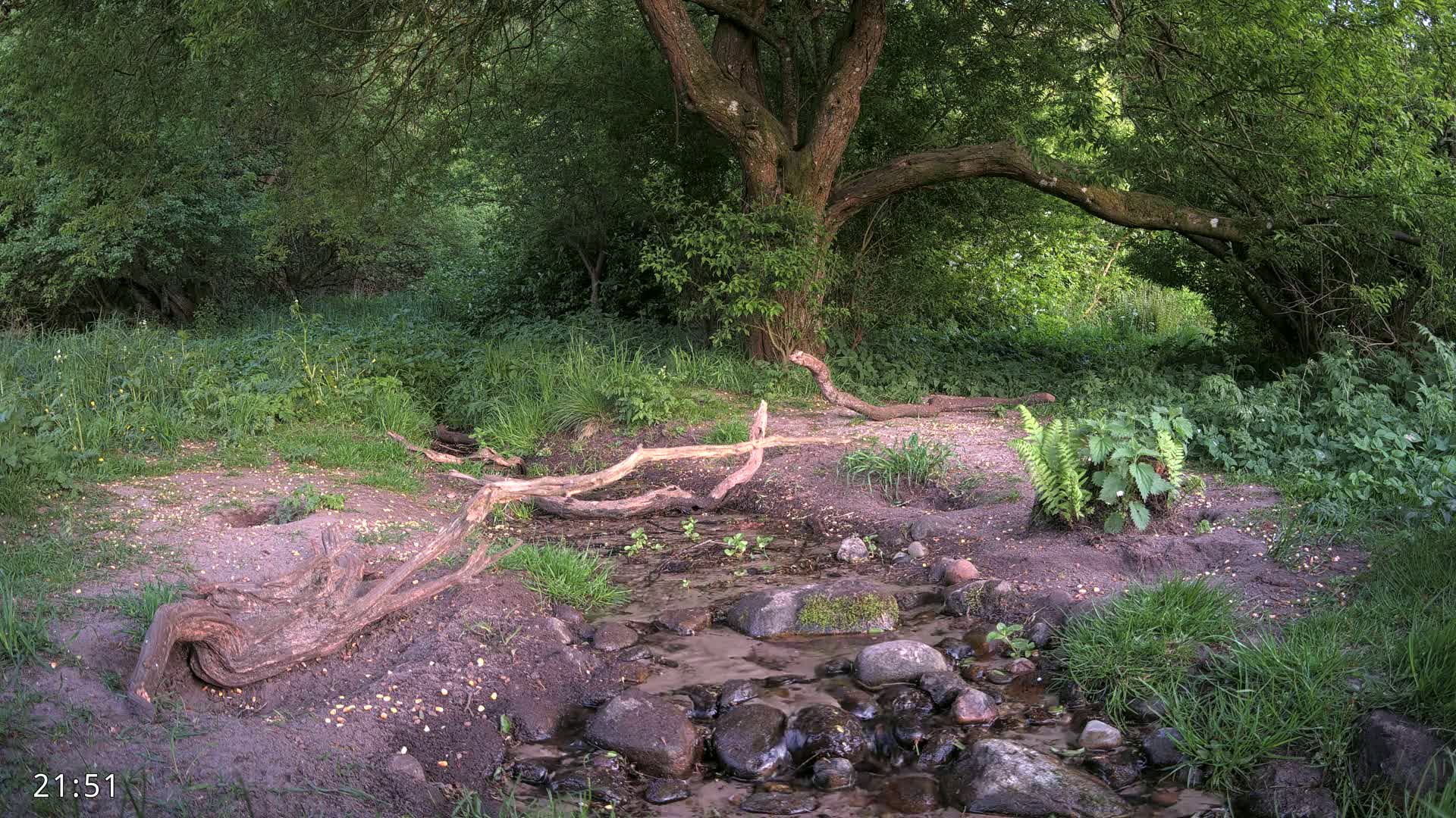A small stream flows through a lush green forest, with fallen logs and a large tree dominating the scene.