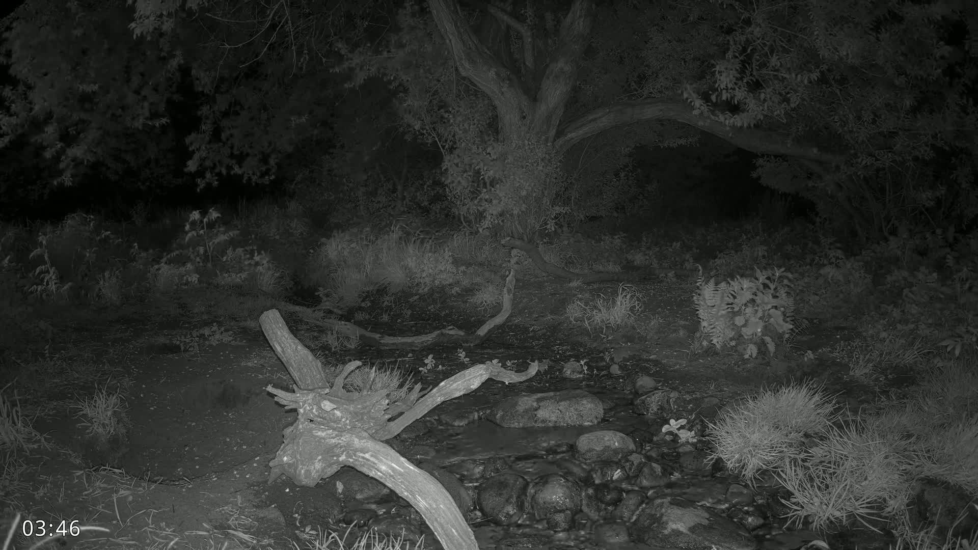 Dronninglund, Wildlife In The Forest Live Cam - Dronninglund, Bronderslev, Nordjylland(North Denmark), Denmark