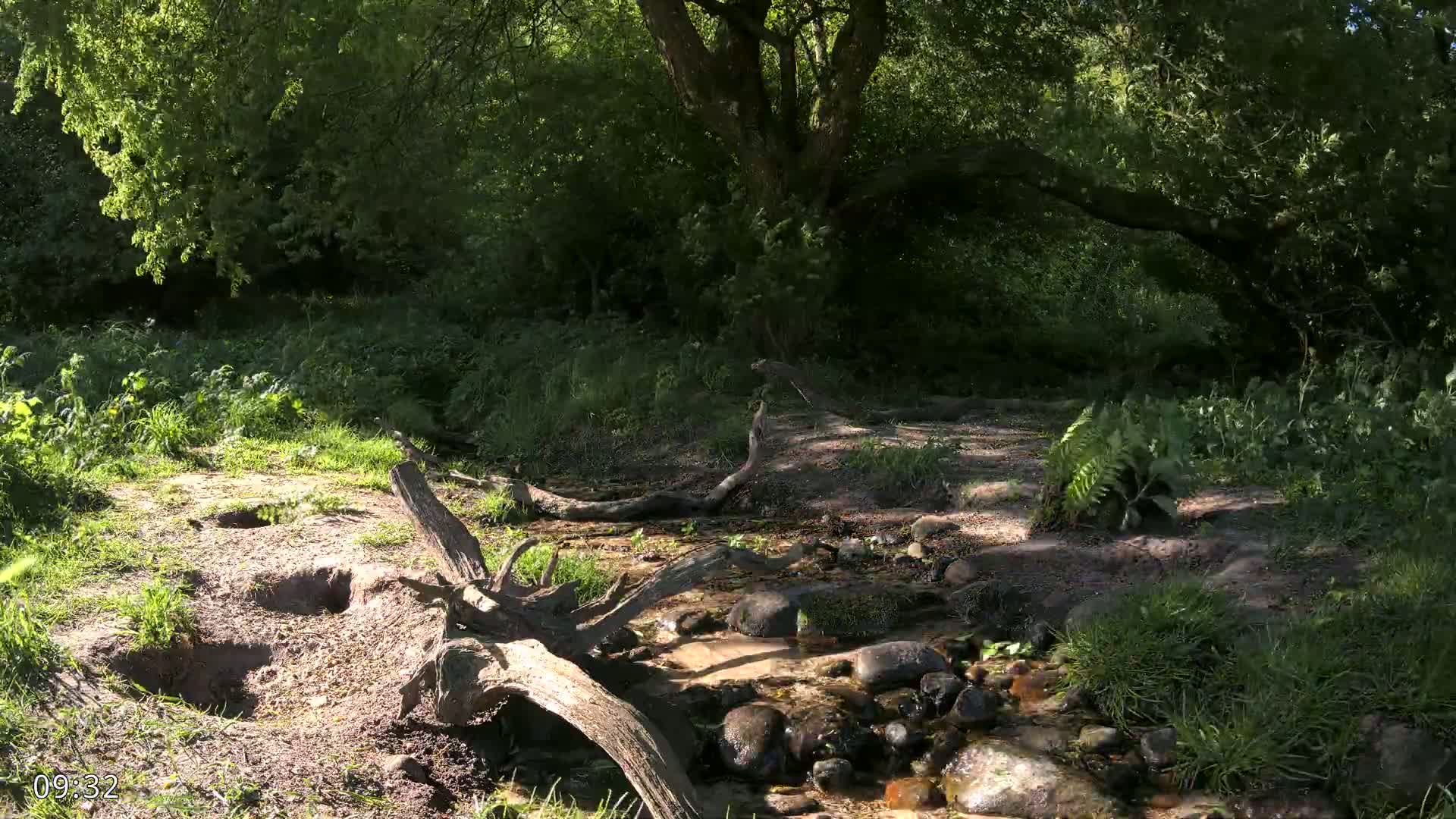 A small stream flows over rocks and through a sun-dappled forest floor with fallen logs.