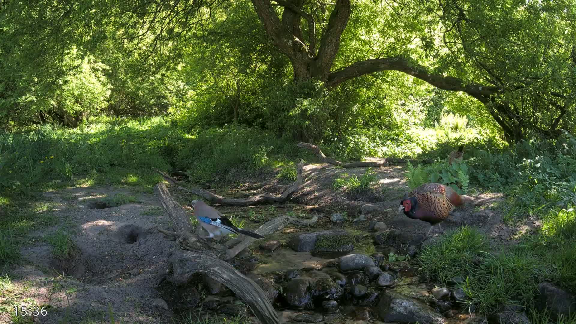 A jay and a pheasant stand near a small stream in a sunny, lush green woodland.