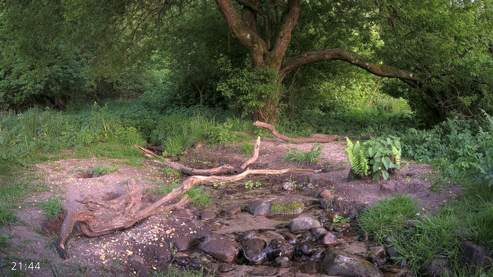 A small stream flows through a lush green woodland, past several fallen tree branches under the shade of a large tree.