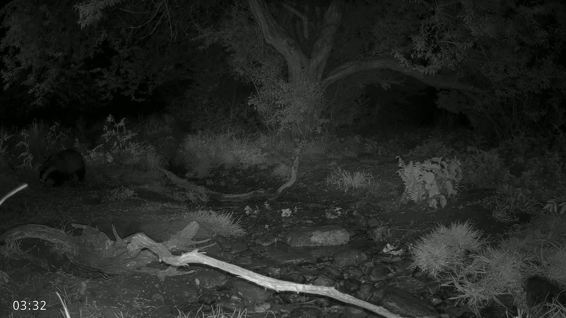 Dronninglund, Wildlife In The Forest Live Cam - Dronninglund, Bronderslev, Nordjylland(North Denmark), Denmark
