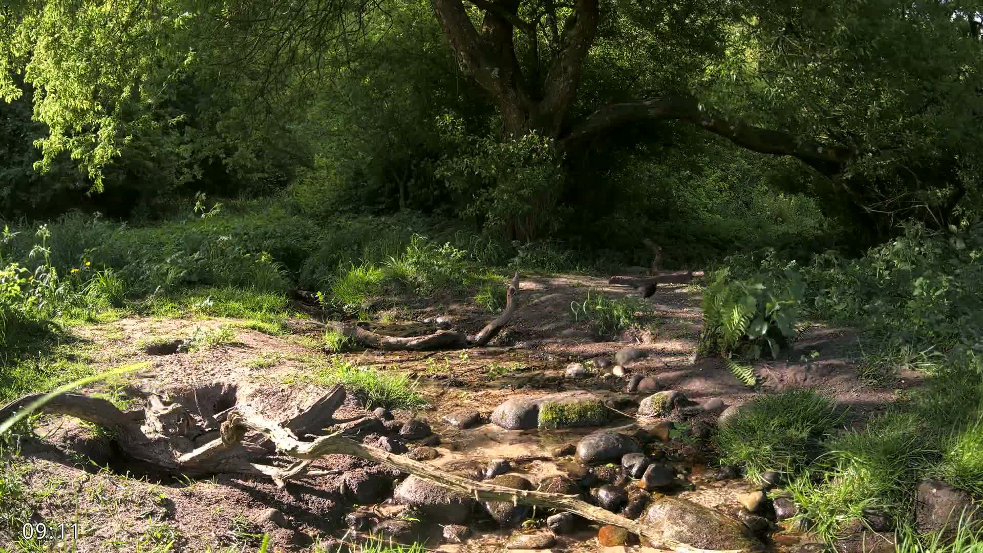 A shallow stream flows over rocks and through lush green vegetation in a sun-dappled forest.