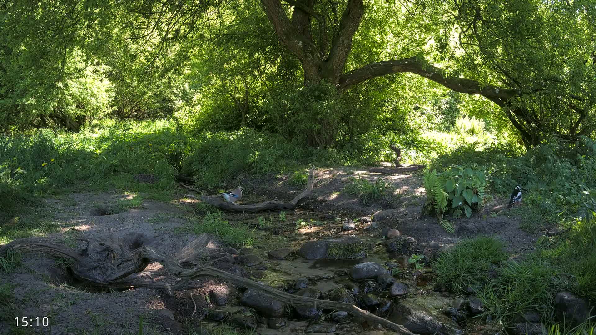 A sunny woodland scene features a small stream flowing over rocks, with birds near the water's edge under the shade of a large tree.