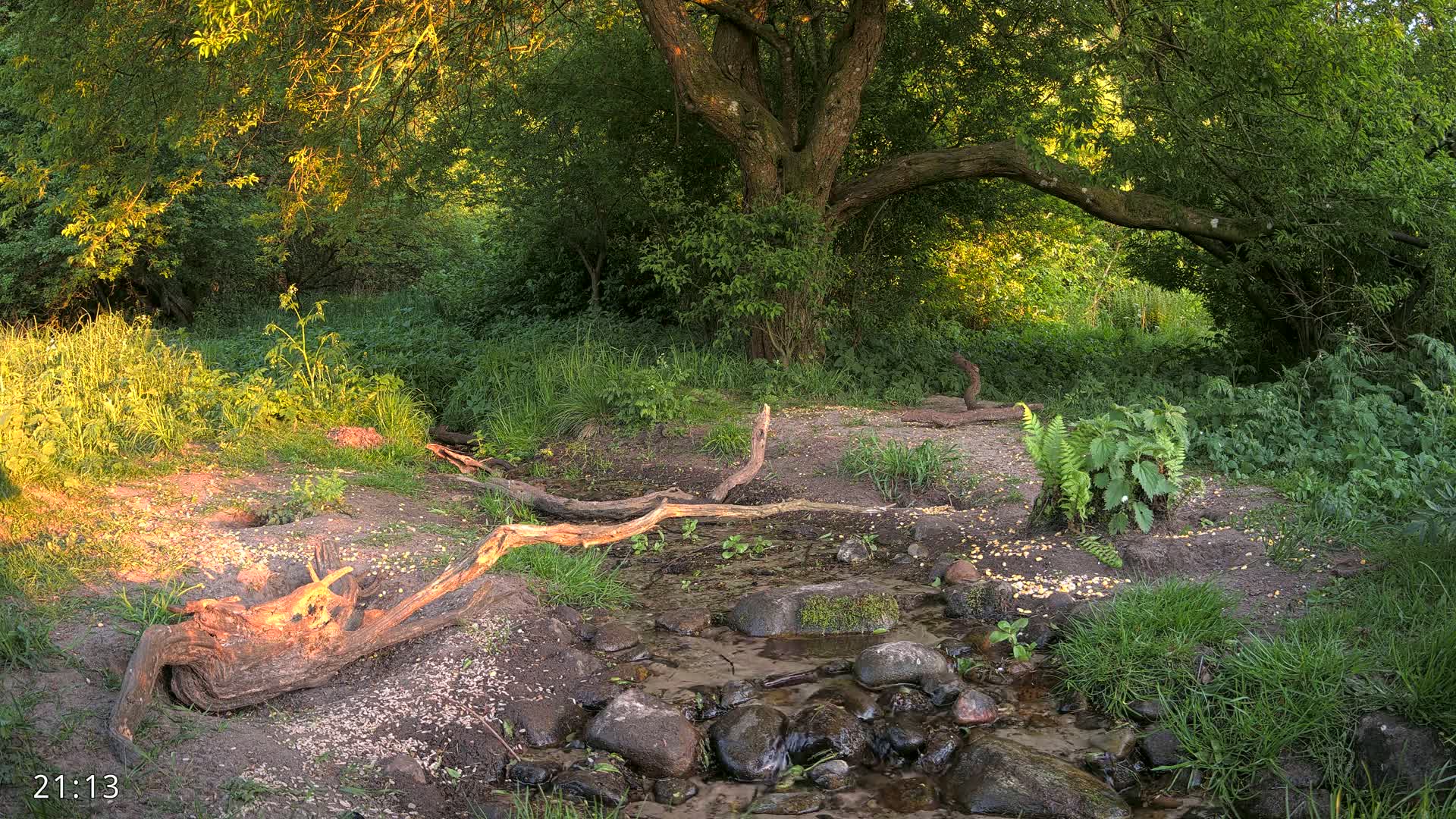 A small stream flows through a lush green forest at sunset, with fallen logs and rocks lining its banks.