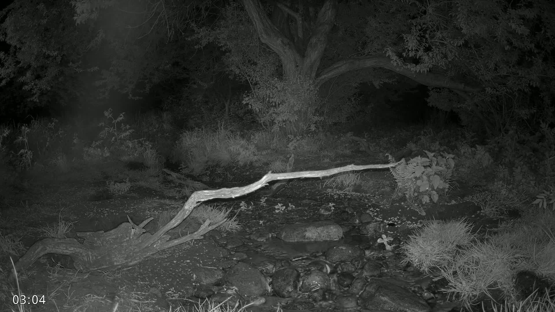Dronninglund, Wildlife In The Forest Live Cam - Dronninglund, Bronderslev, Nordjylland(North Denmark), Denmark