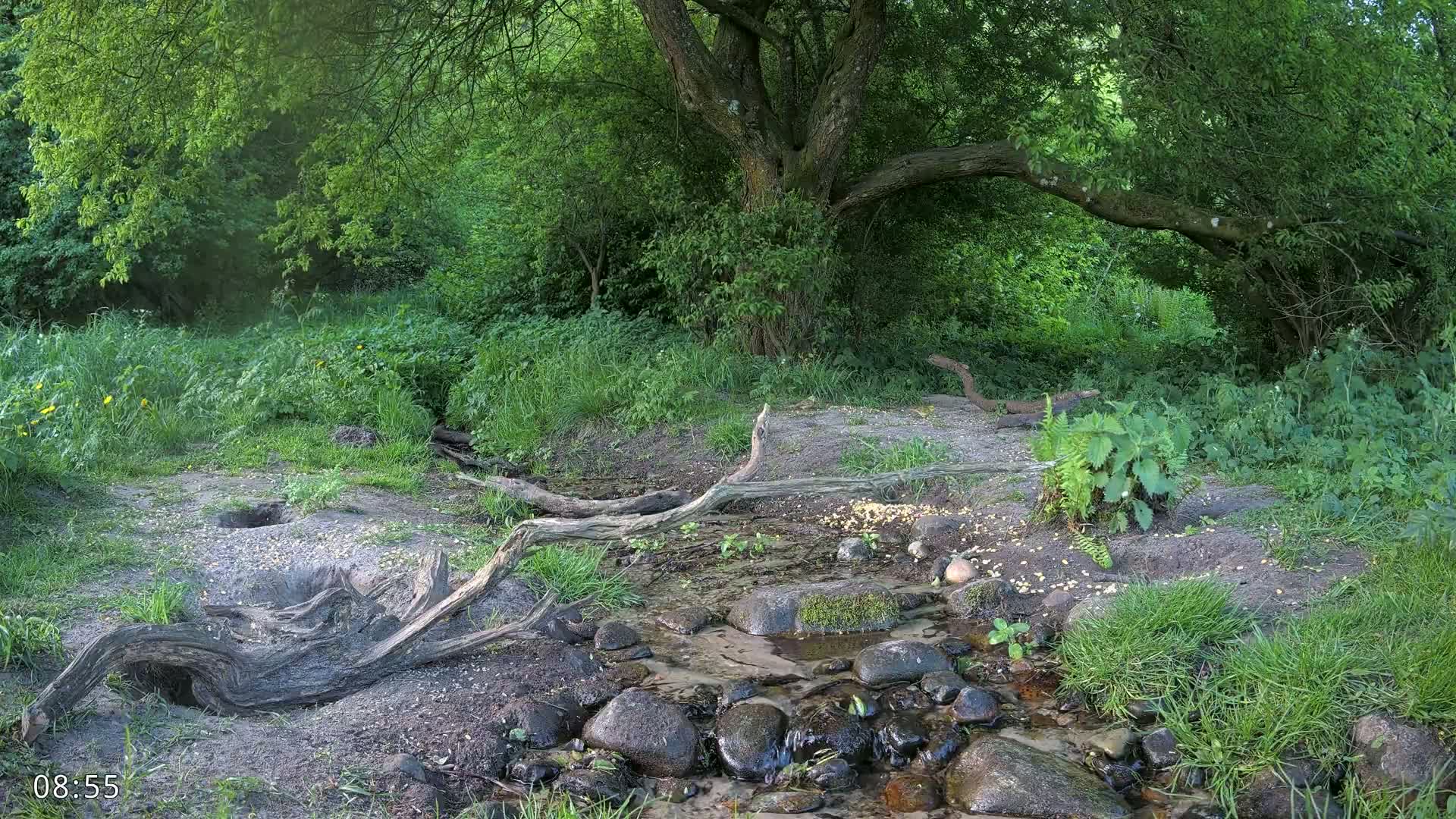 Dronninglund, Wildlife In The Forest Live Cam - Dronninglund, Bronderslev, Nordjylland(North Denmark), Denmark