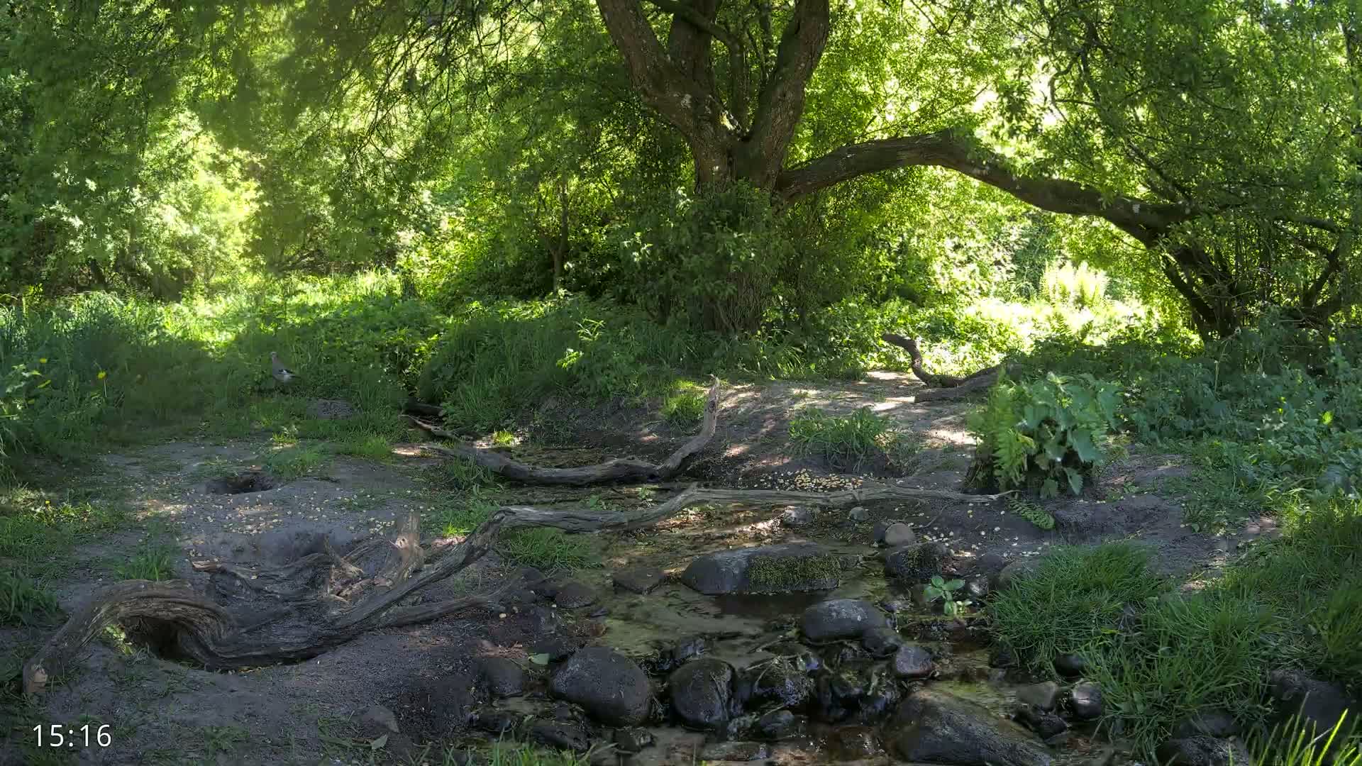 A small stream flows through a lush, sunny woodland area under the shade of a large tree, with fallen branches and exposed roots along its banks.