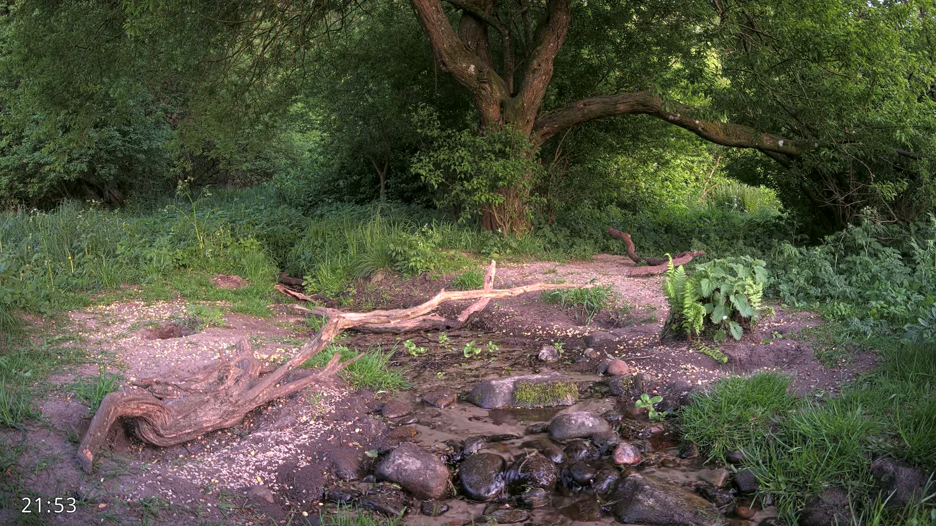 A small stream flows through a lush green woodland, with fallen logs forming a natural bridge over the water.