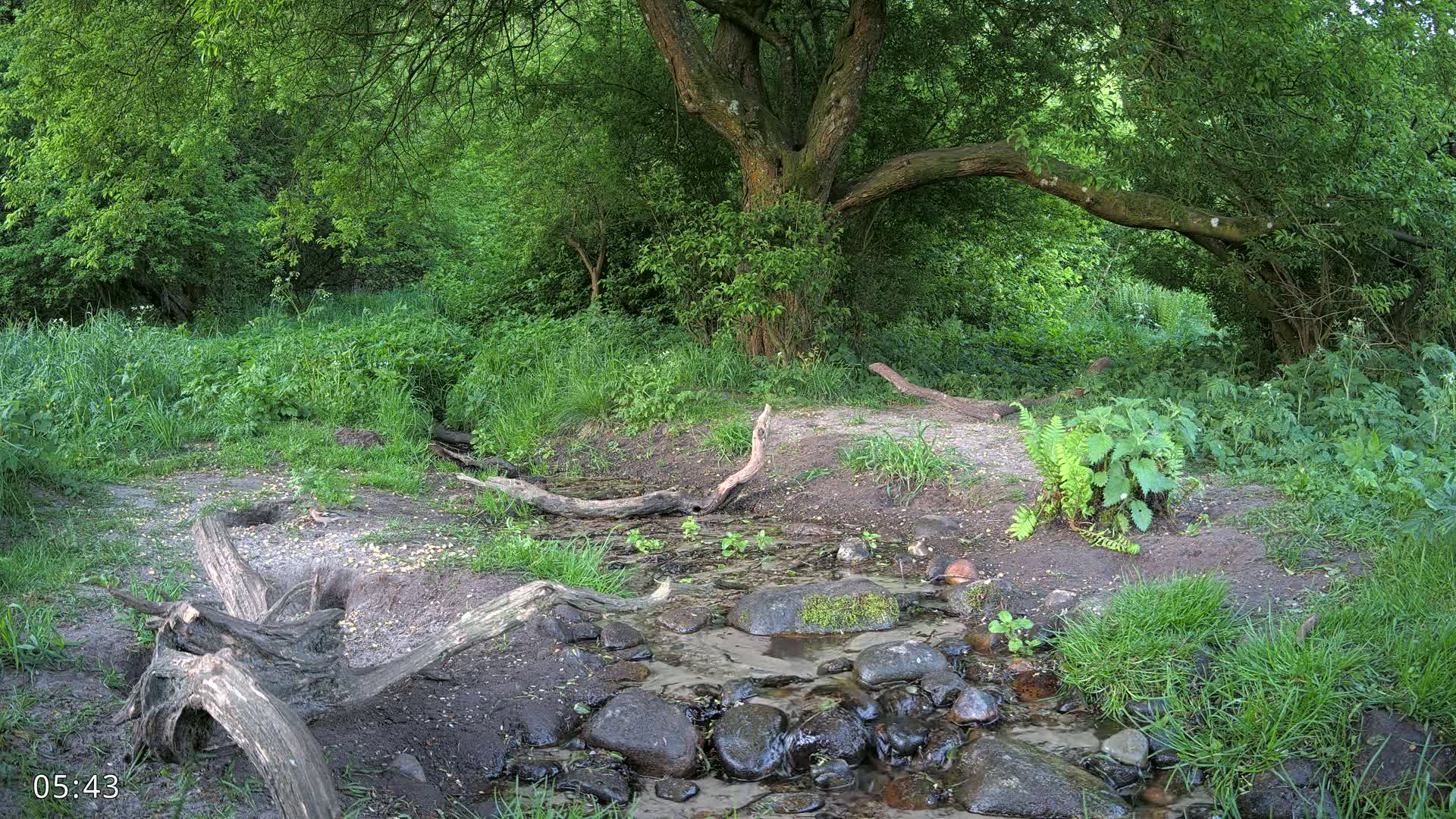 Dronninglund, Wildlife In The Forest Live Cam - Dronninglund, Bronderslev, Nordjylland(North Denmark), Denmark