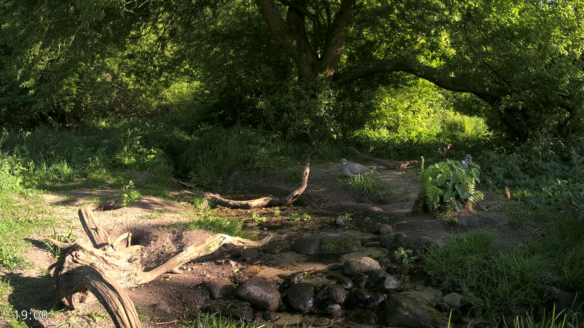 A small stream flows through a sun-dappled woodland, where two birds rest near fallen logs.