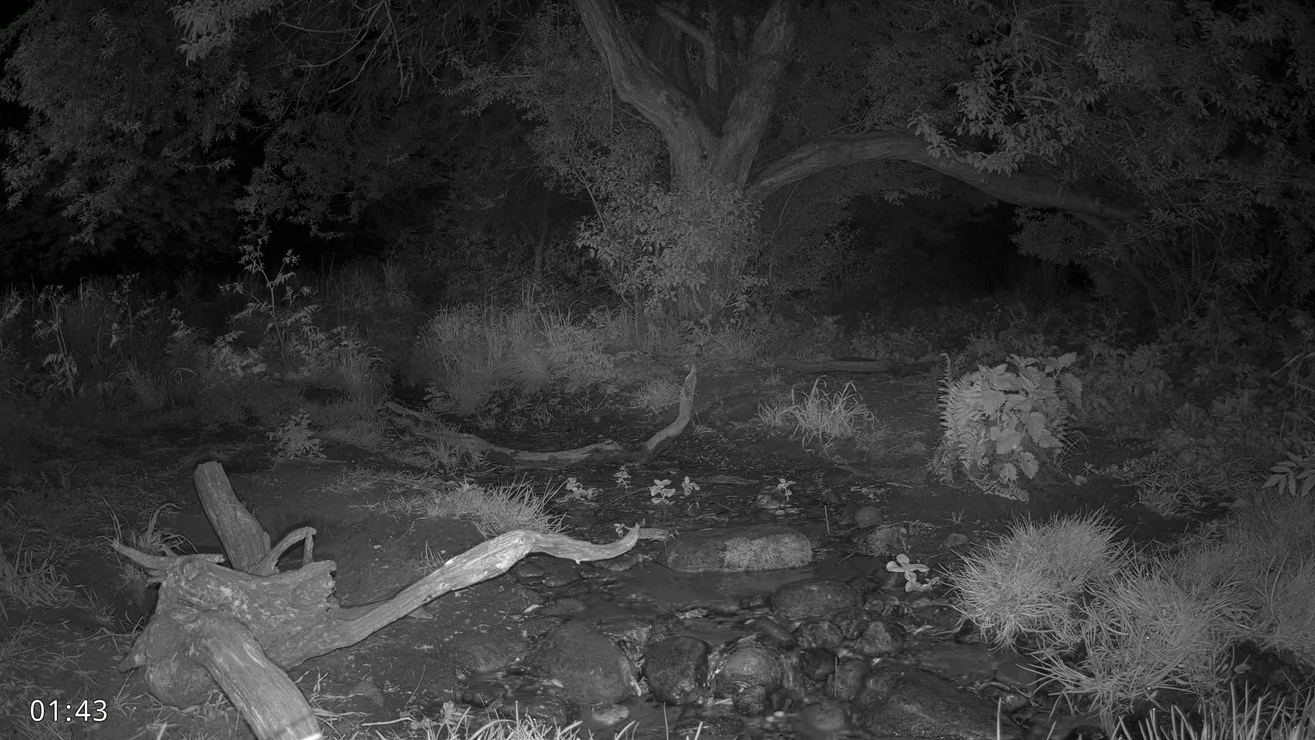 Dronninglund, Wildlife In The Forest Live Cam - Dronninglund, Bronderslev, Nordjylland(North Denmark), Denmark