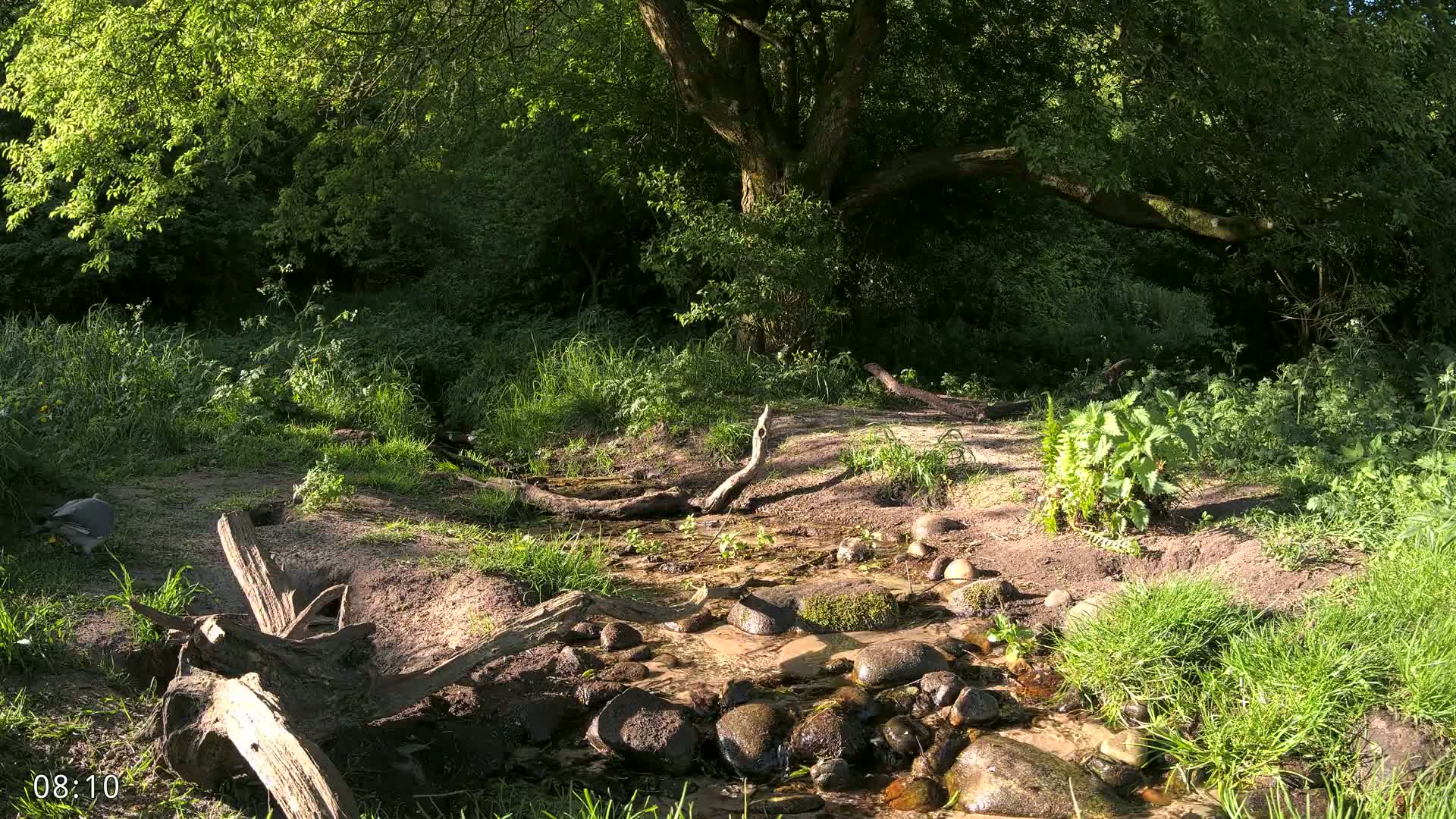Dronninglund, Wildlife In The Forest Live Cam - Dronninglund, Bronderslev, Nordjylland(North Denmark), Denmark