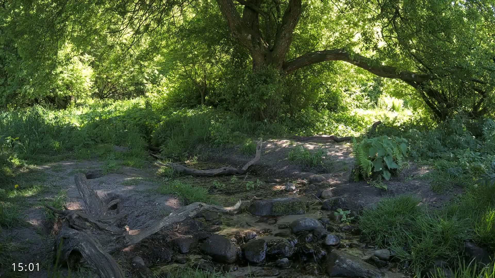 A small stream flows through a sun-dappled woodland area, with fallen logs and lush green vegetation surrounding it.