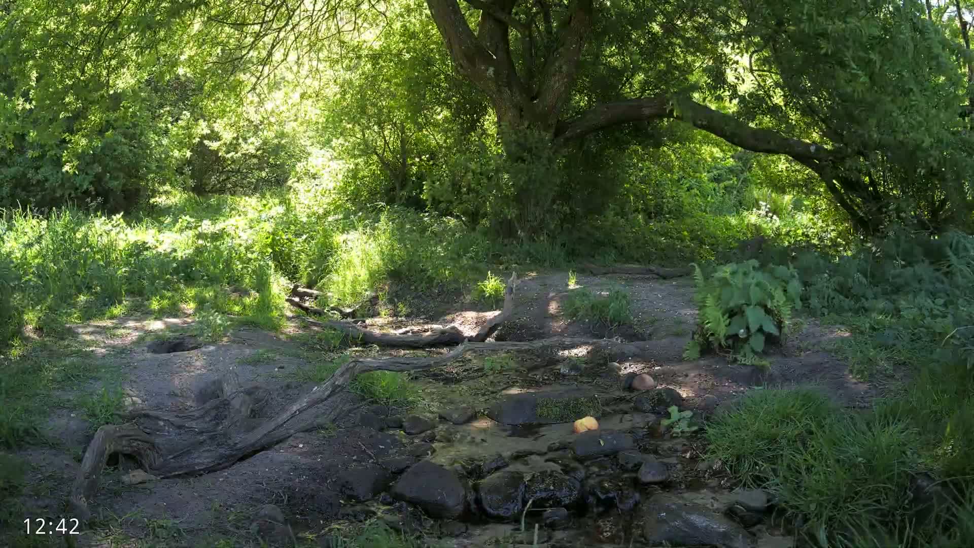 Sunlight dapples a lush green forest floor where a small stream flows over rocks and fallen branches.