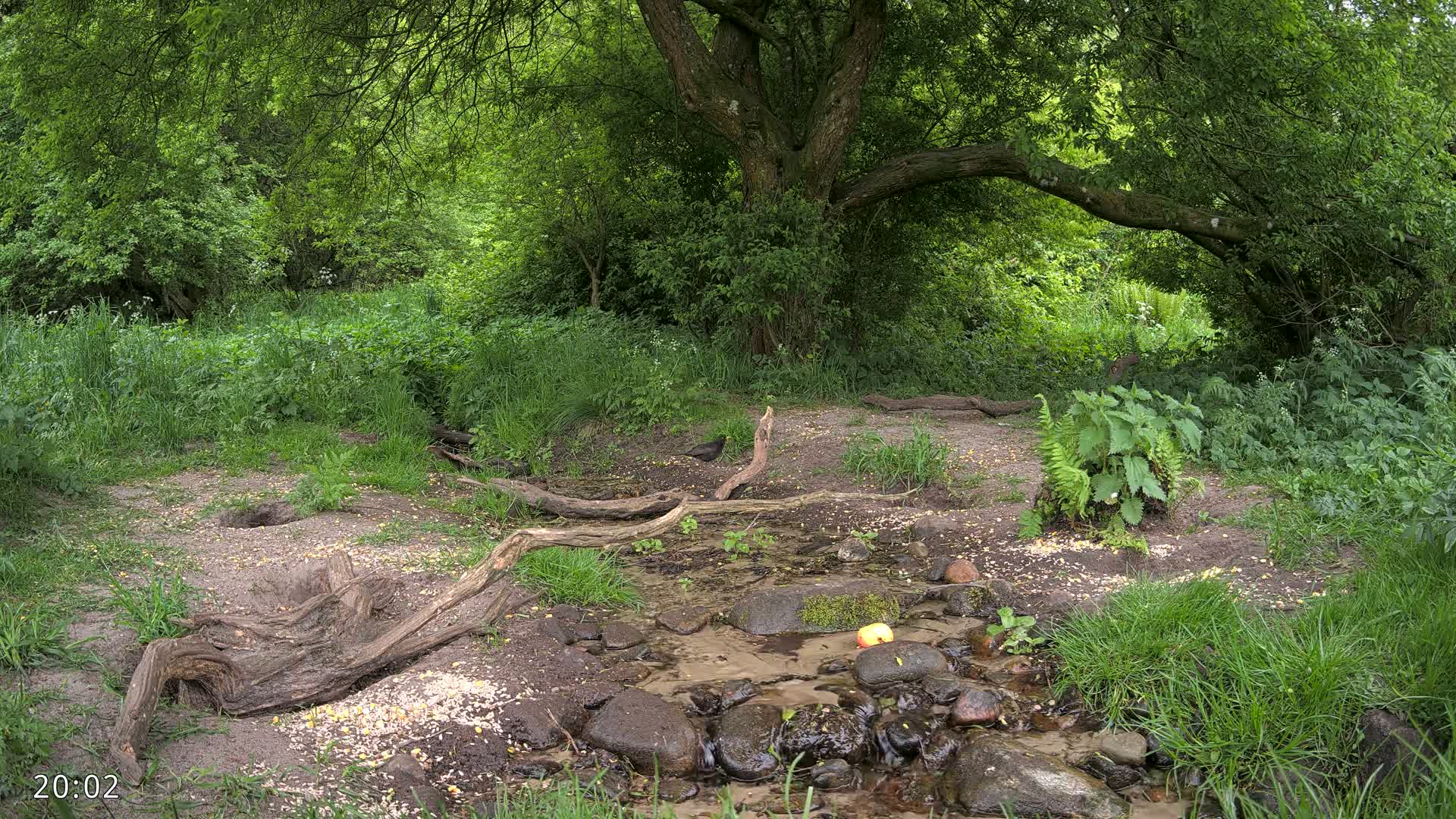 Dronninglund, Wildlife In The Forest Live Cam - Dronninglund, Bronderslev, Nordjylland(North Denmark), Denmark