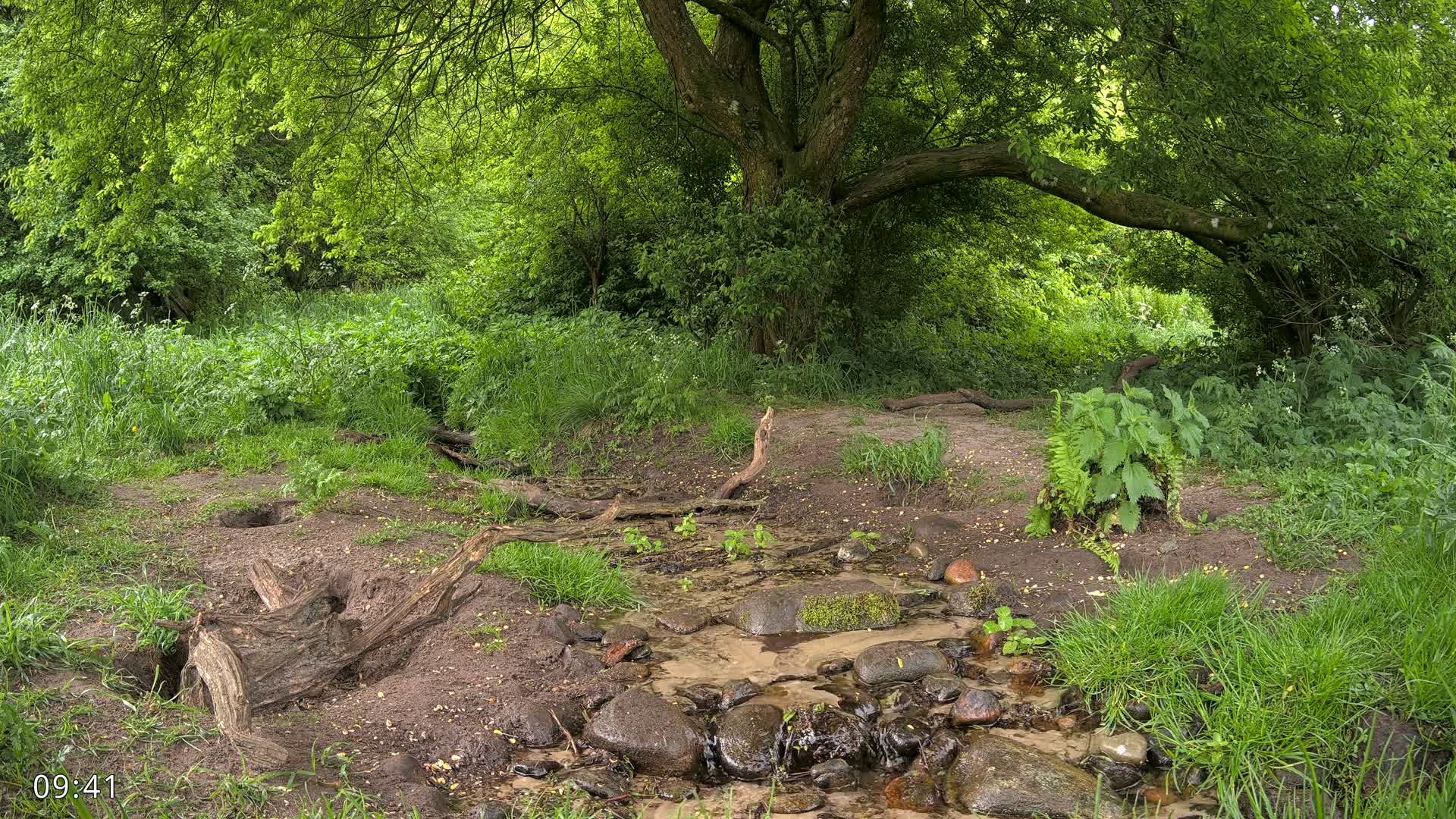 A small stream flows through a lush green forest under the shade of a large tree.