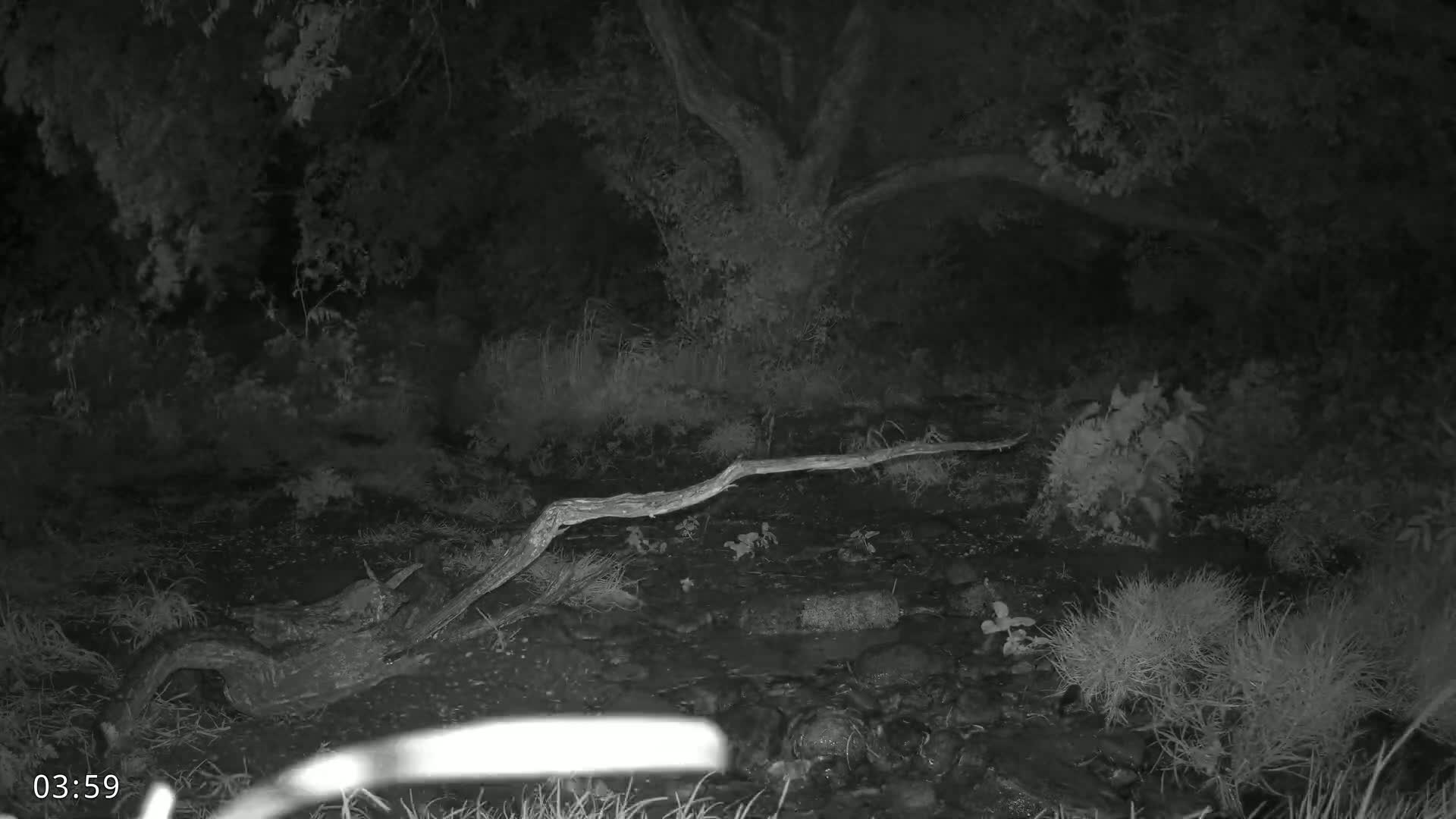 A fallen log lies across a dark, shallow stream at night under a canopy of trees.