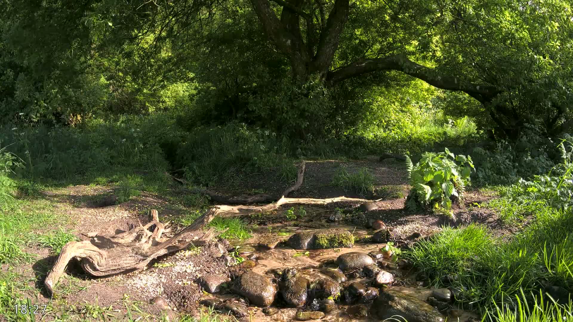 A small stream flows over dark rocks and under a fallen log in a sunny, lush green woodland.