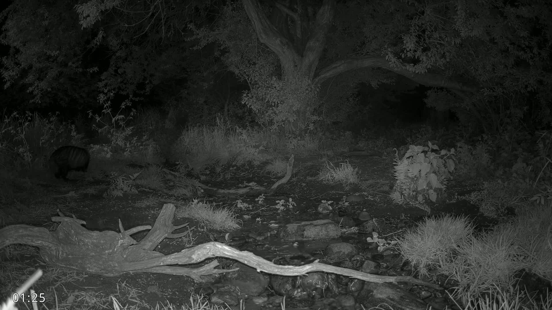 A nocturnal image shows a dark-colored animal near a small stream in a wooded area at night.