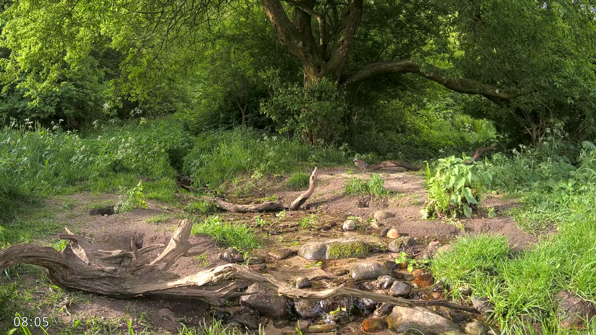 Dronninglund, Wildlife In The Forest Live Cam - Dronninglund, Bronderslev, Nordjylland(North Denmark), Denmark