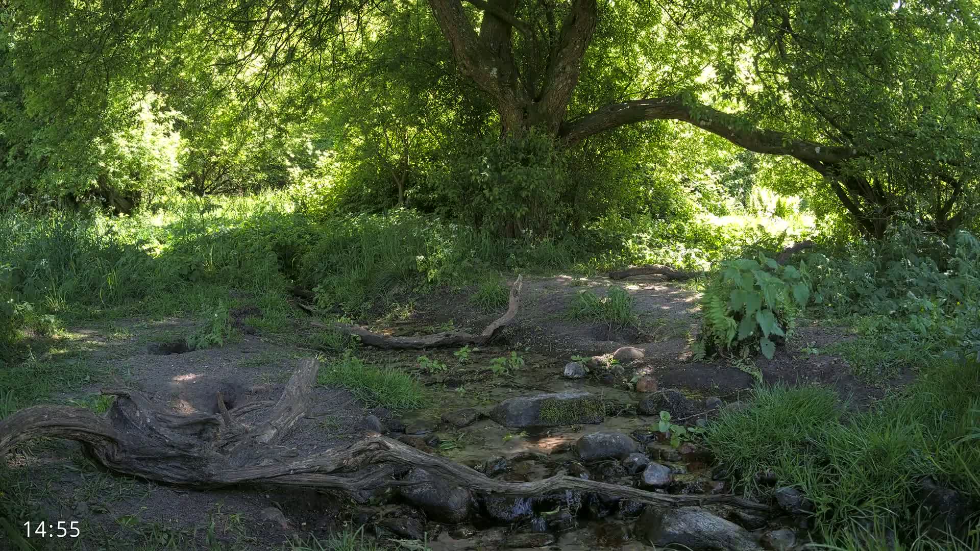 A small stream flows through a sun-dappled woodland, its banks lined with lush green vegetation and fallen logs under a large tree.