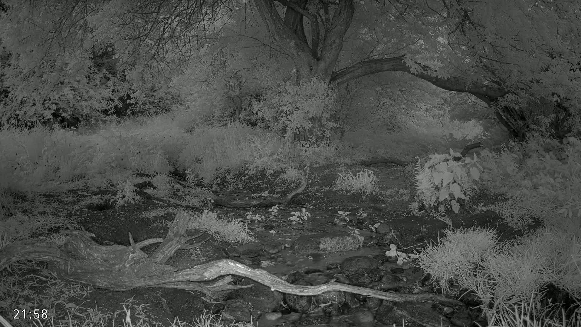 Dronninglund, Wildlife In The Forest Live Cam - Dronninglund, Bronderslev, Nordjylland(North Denmark), Denmark