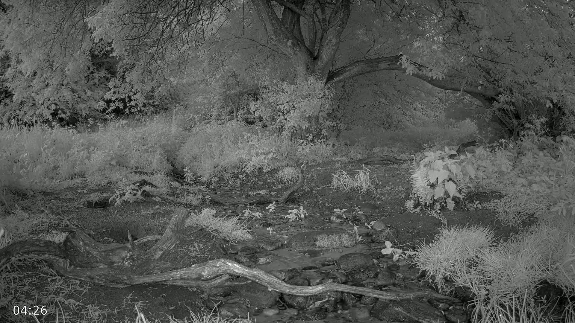 Dronninglund, Wildlife In The Forest Live Cam - Dronninglund, Bronderslev, Nordjylland(North Denmark), Denmark