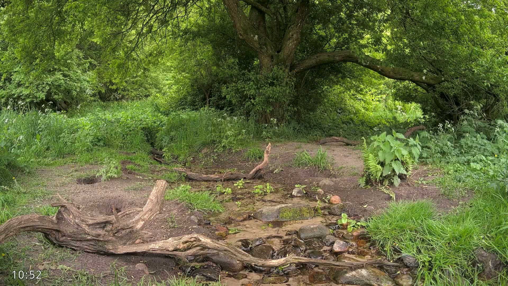 A small stream flows through a lush green forest under the shade of a large tree on a partly sunny day.