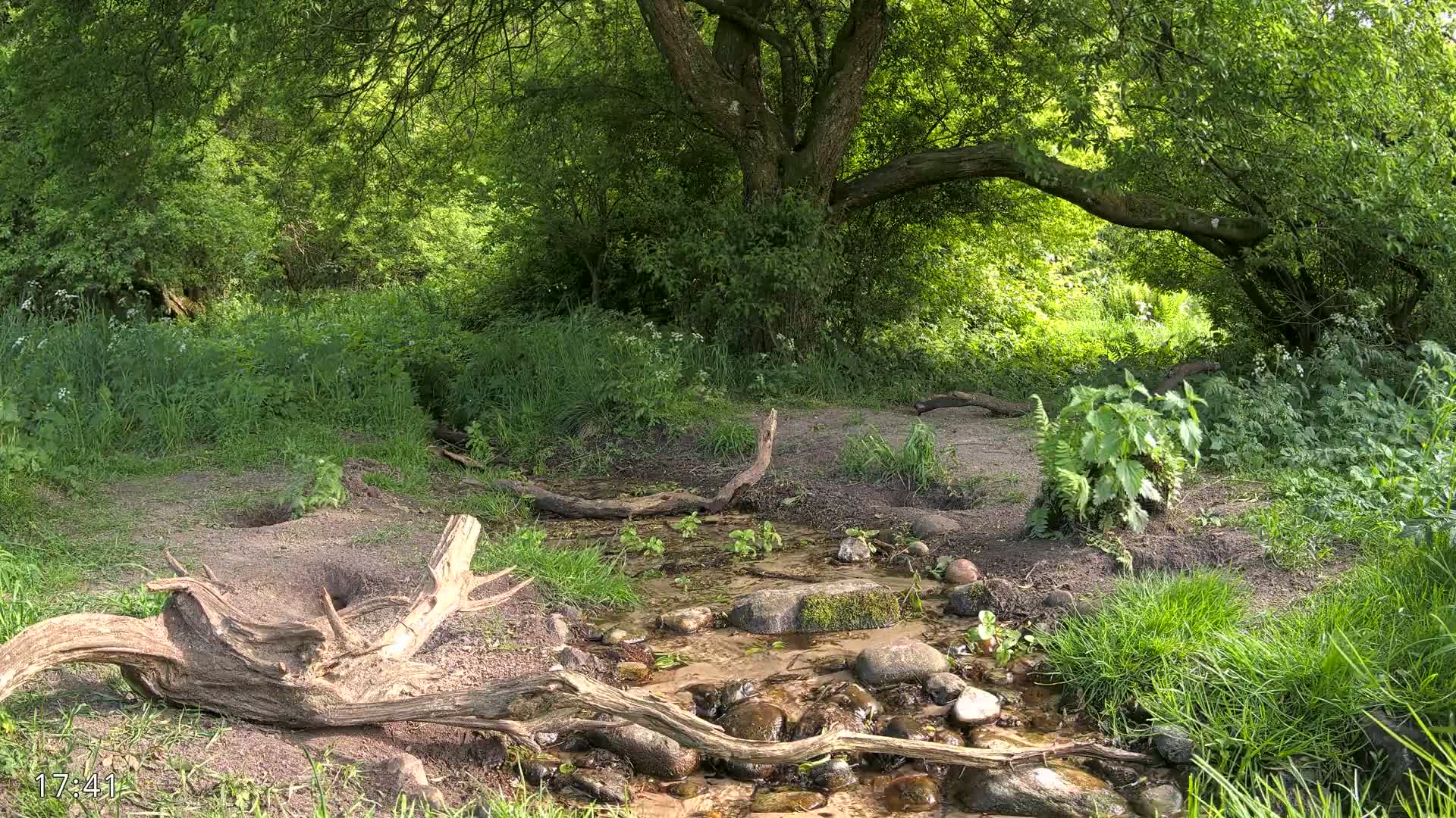 A small stream flows through a lush green forest under a large, leafy tree on a sunny day.