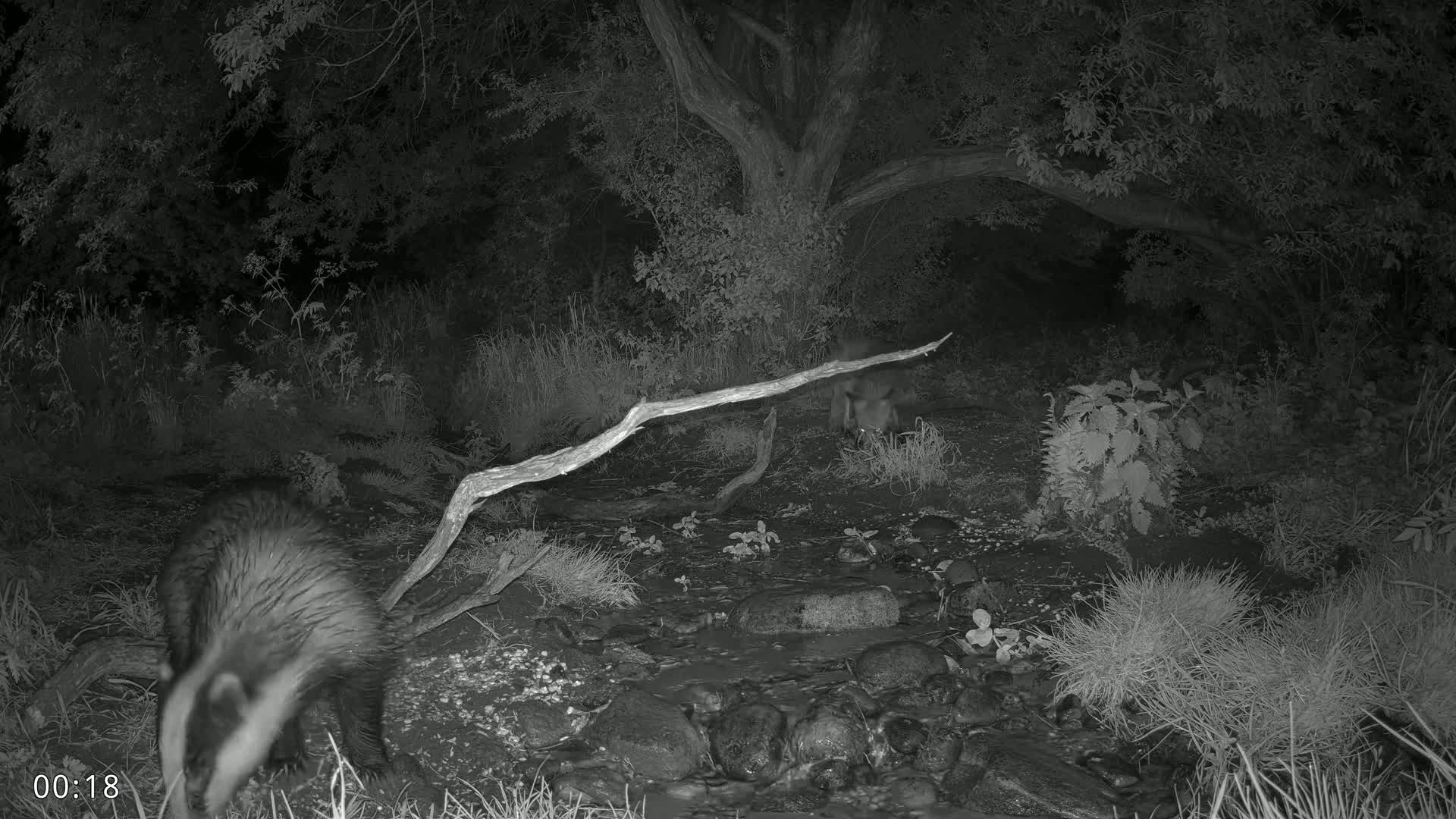 Dronninglund, Wildlife In The Forest Live Cam - Dronninglund, Bronderslev, Nordjylland(North Denmark), Denmark