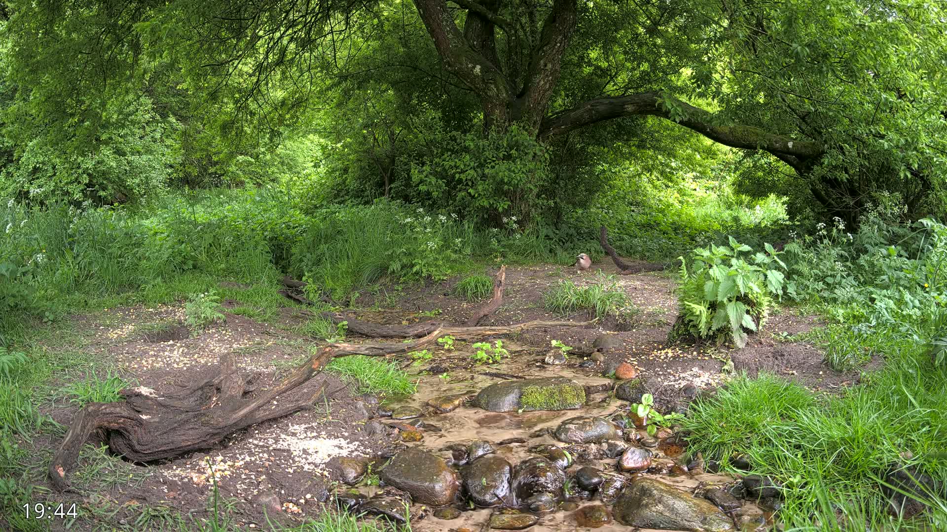 A small stream flows through a lush green woodland, under the shade of a large tree, on a partly cloudy day.