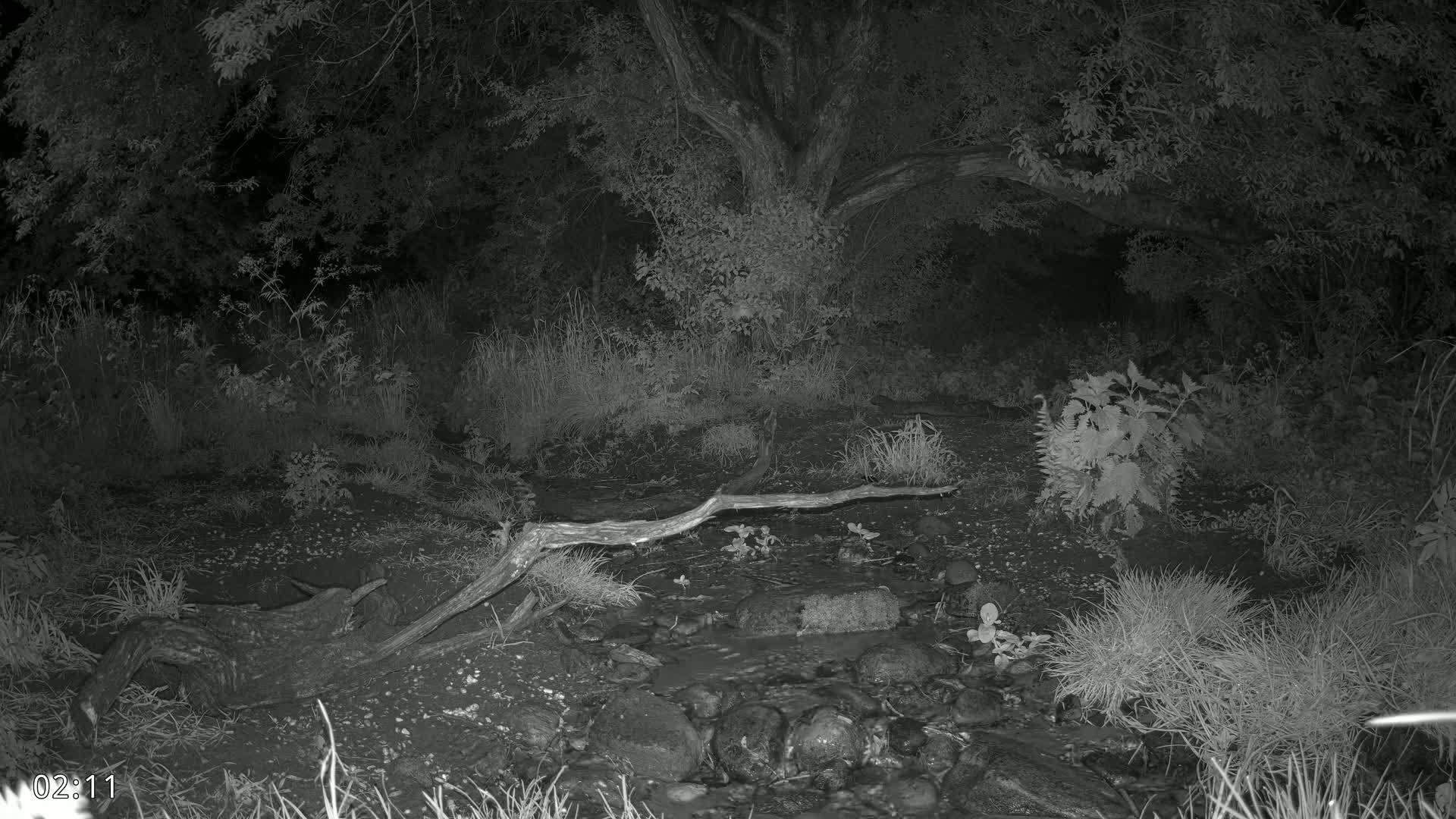 Dronninglund, Wildlife In The Forest Live Cam - Dronninglund, Bronderslev, Nordjylland(North Denmark), Denmark