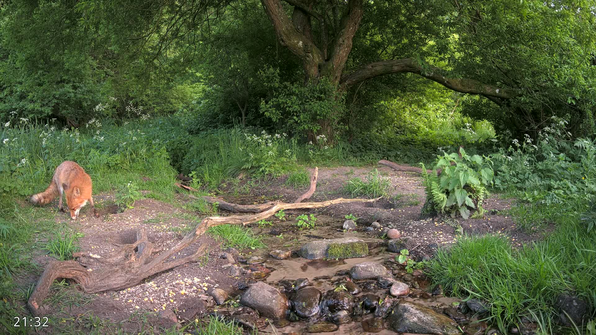 A red fox forages near a small stream in a lush, green woodland.
