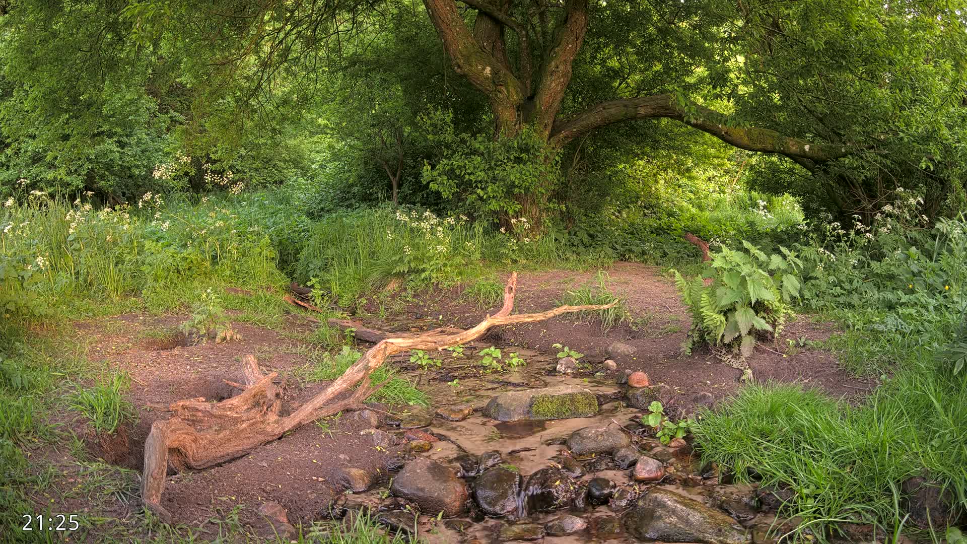 A small stream flows through a lush green forest, with a fallen log spanning part of the stream bed beneath a large tree.