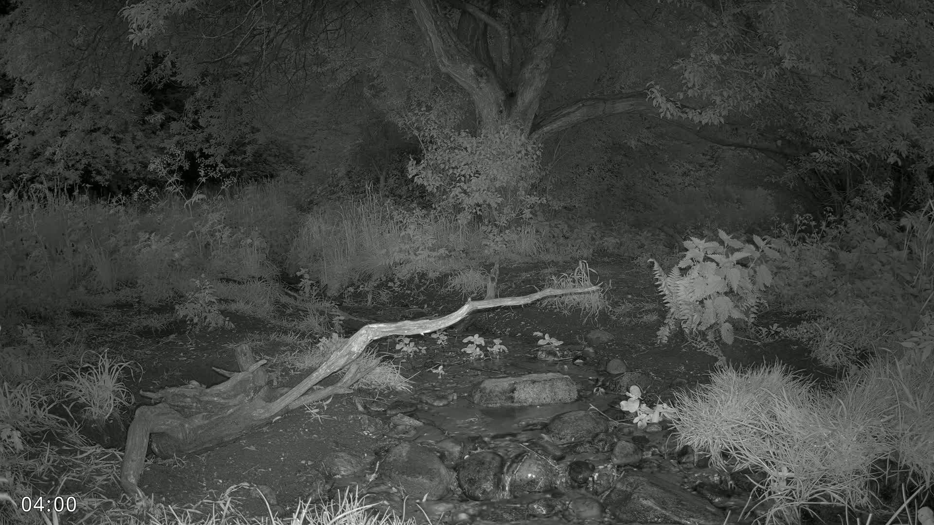 A small stream flows through a dark, wooded area at night, with a fallen log spanning part of the waterway.