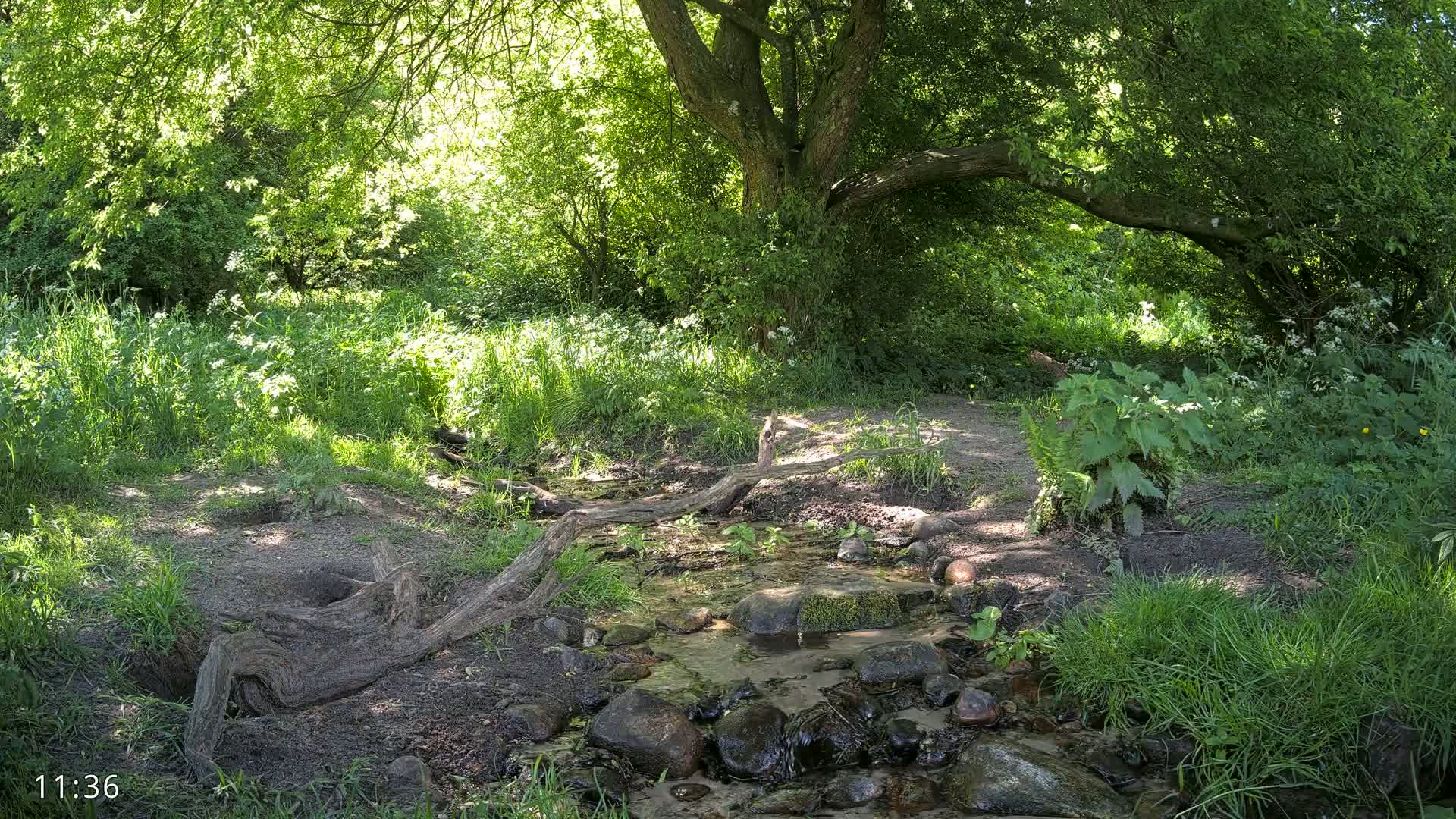 A small stream flows through a sun-dappled woodland, its banks lined with lush green vegetation and fallen logs.