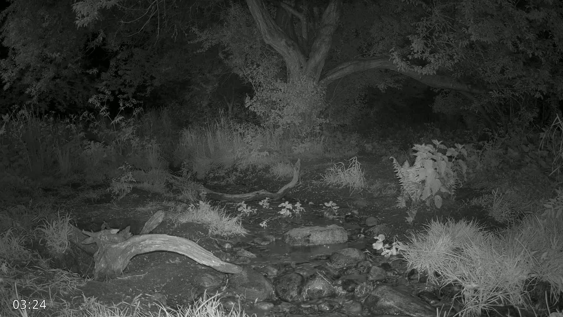 A small stream flows through a dark, wooded area at night, with vegetation surrounding the water and a large tree trunk visible in the background.
