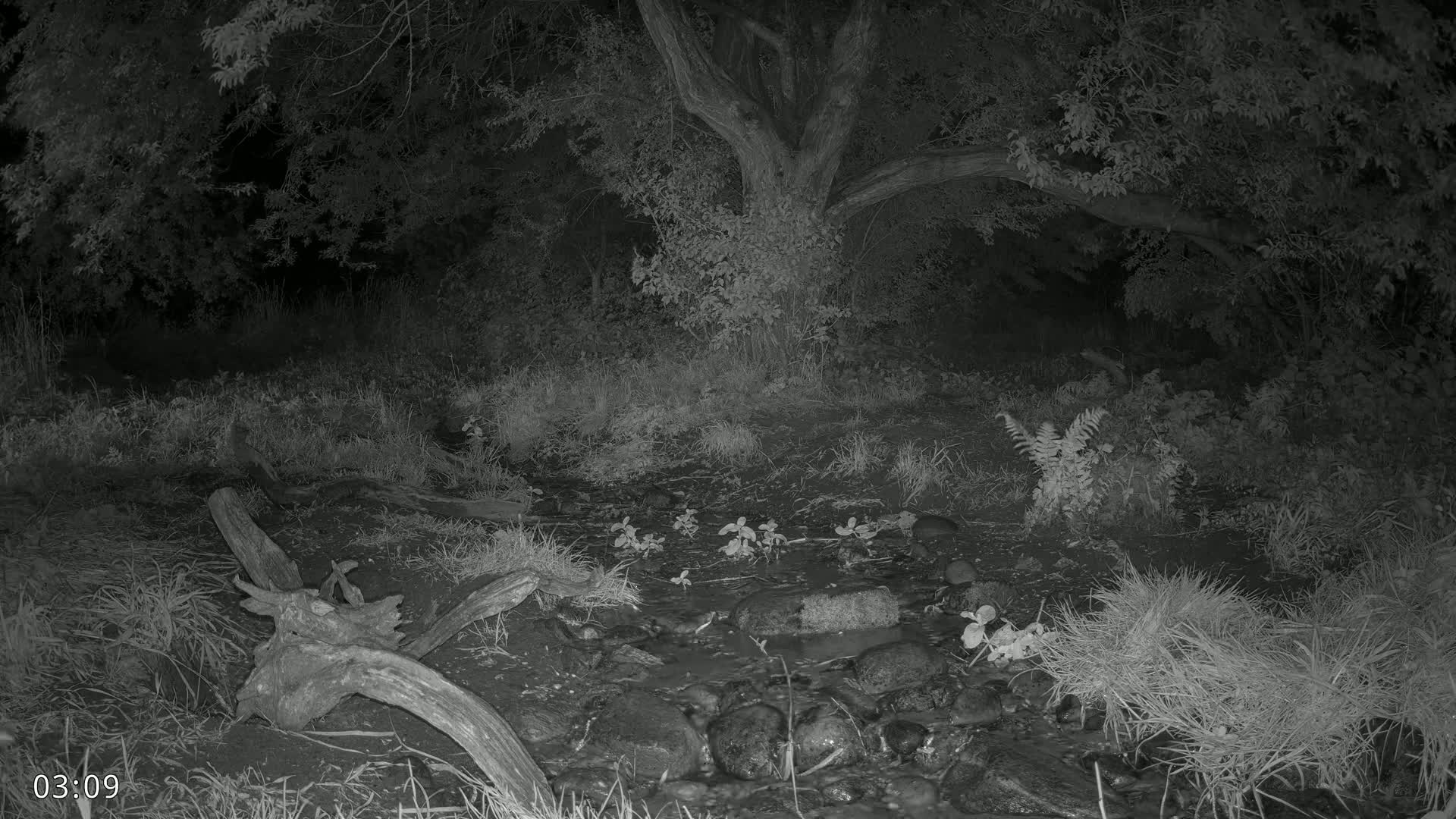 A nighttime, grayscale image shows a shallow stream flowing through a wooded area, with a large tree at the center and fallen logs near the water's edge.
