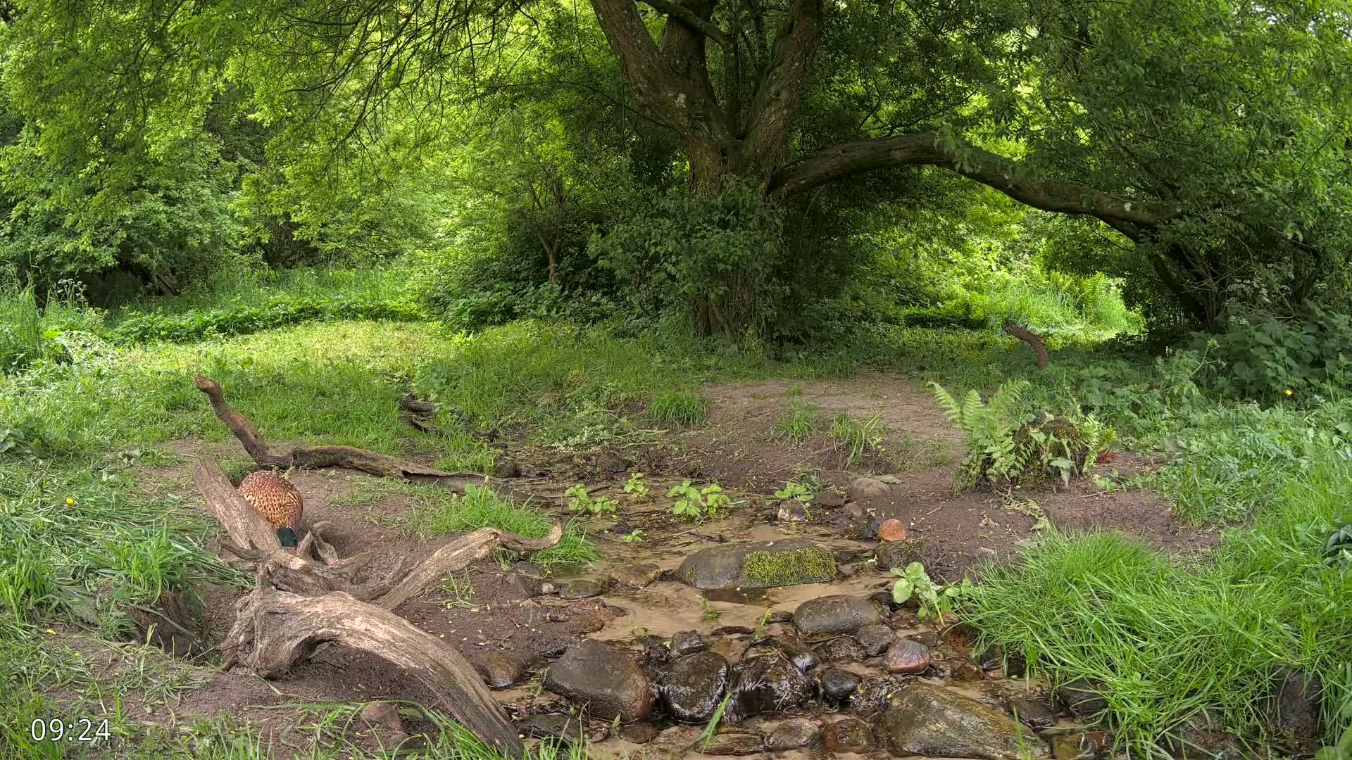 A small stream flows through a lush green forest, under the shade of a large tree, with a pheasant partially hidden behind a fallen log.