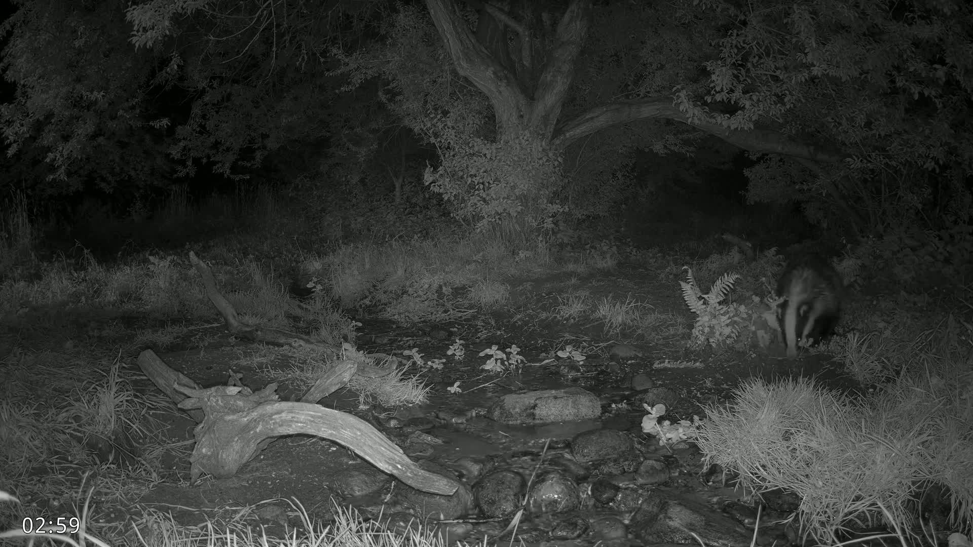 A badger drinks from a small stream at night in a wooded area.