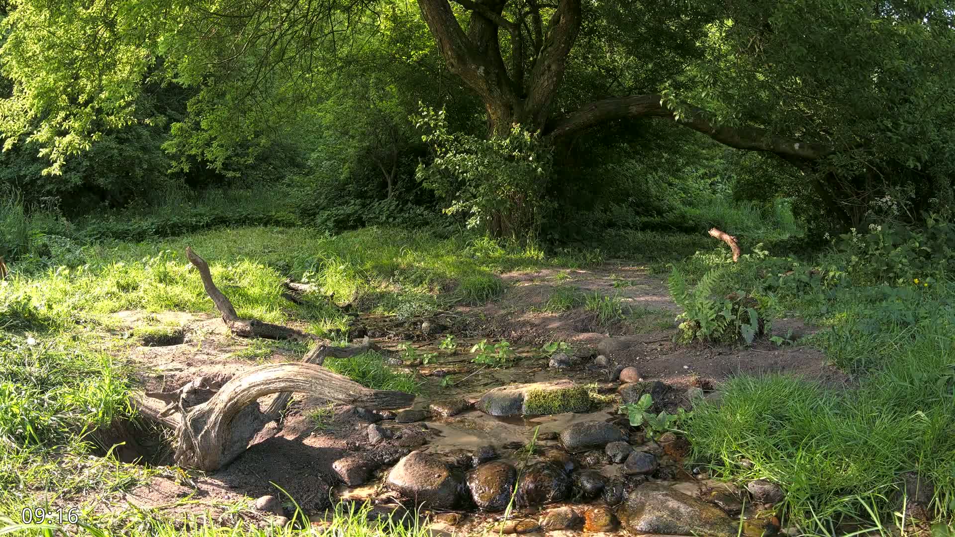 A small stream flows through a lush green forest on a sunny day, with fallen logs and rocks lining its banks.