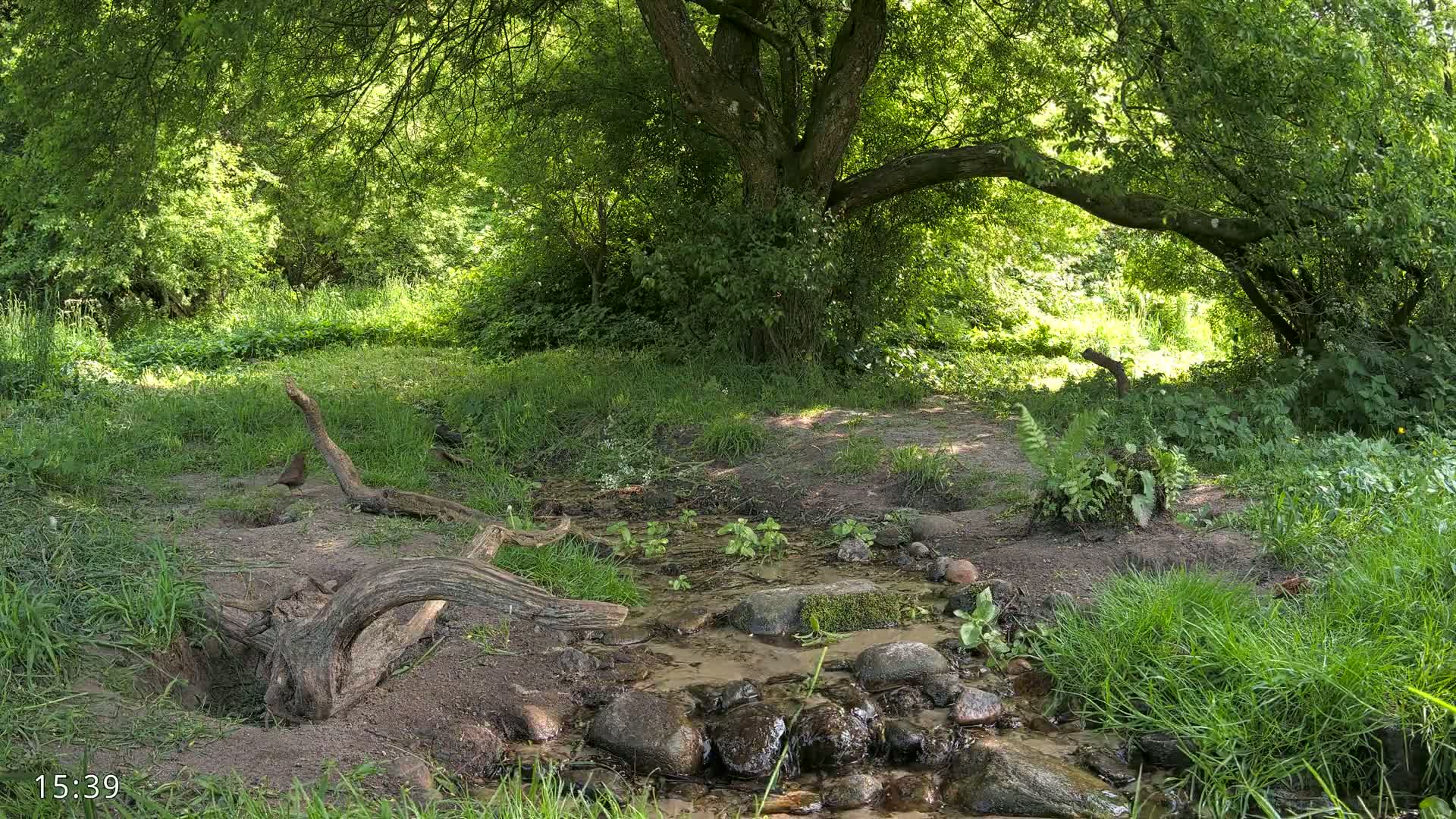 A small stream flows through a lush, green woodland on a sunny day.