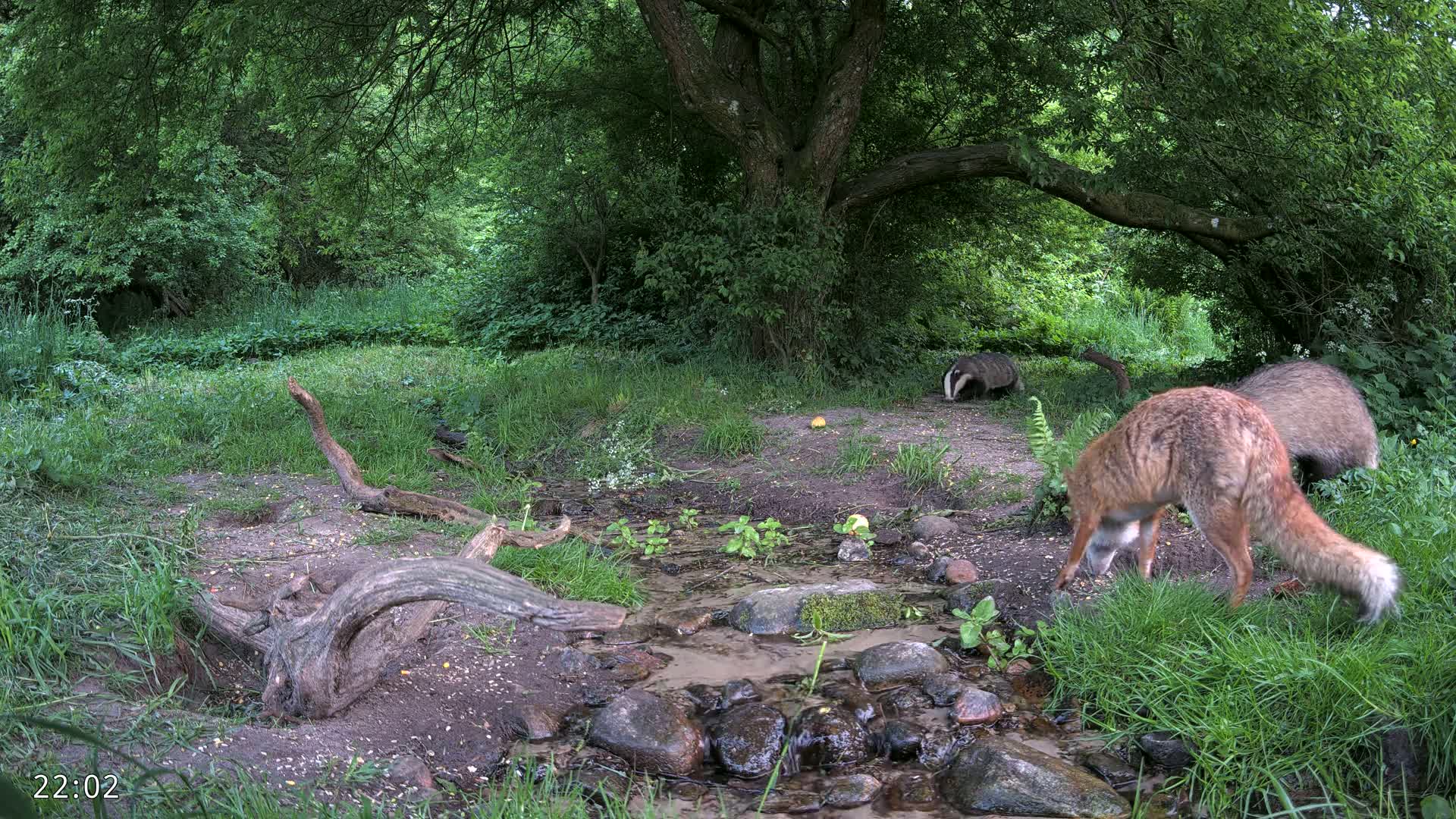 A red fox and two badgers are foraging near a shallow stream in a lush green woodland.